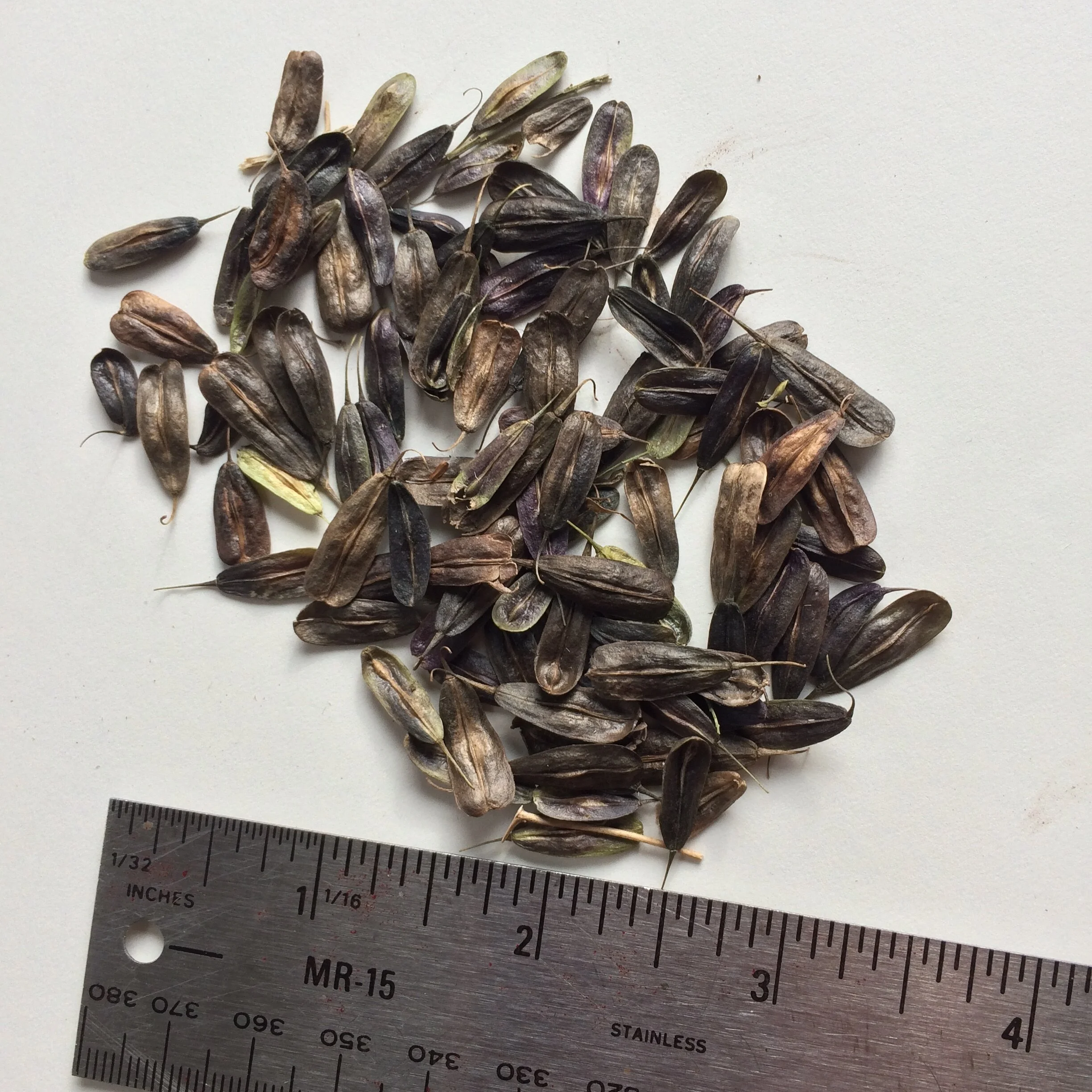 Istatis tinctoria seed.JPG