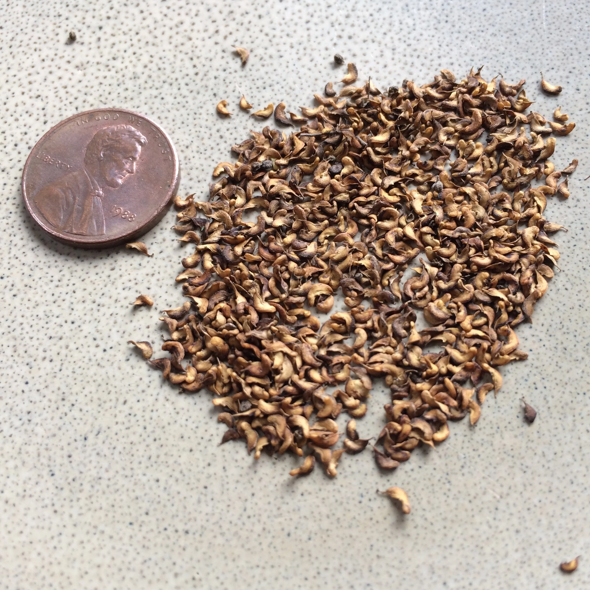 filipendula ulmaria seed.JPG