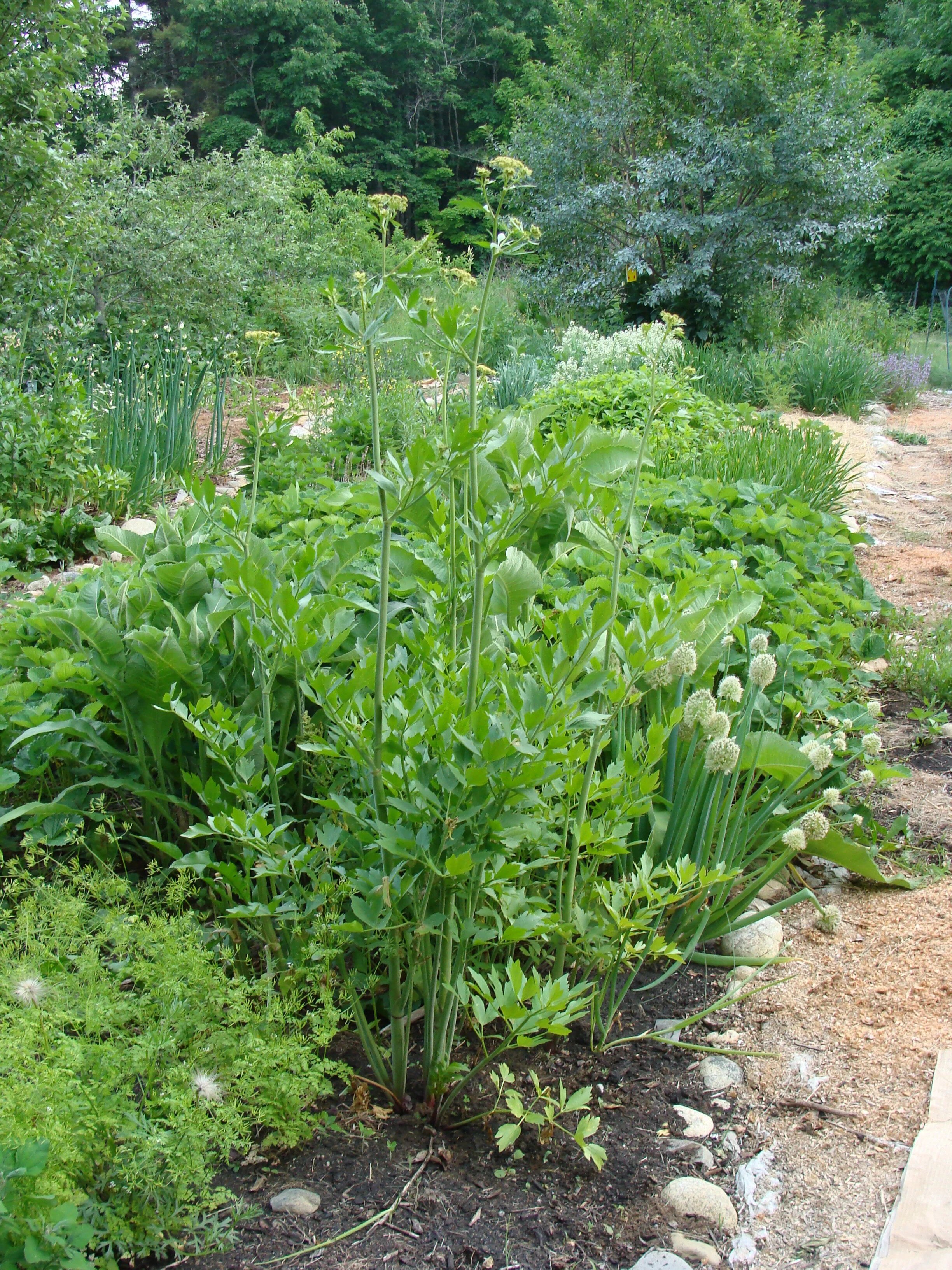 4g lovage.JPG