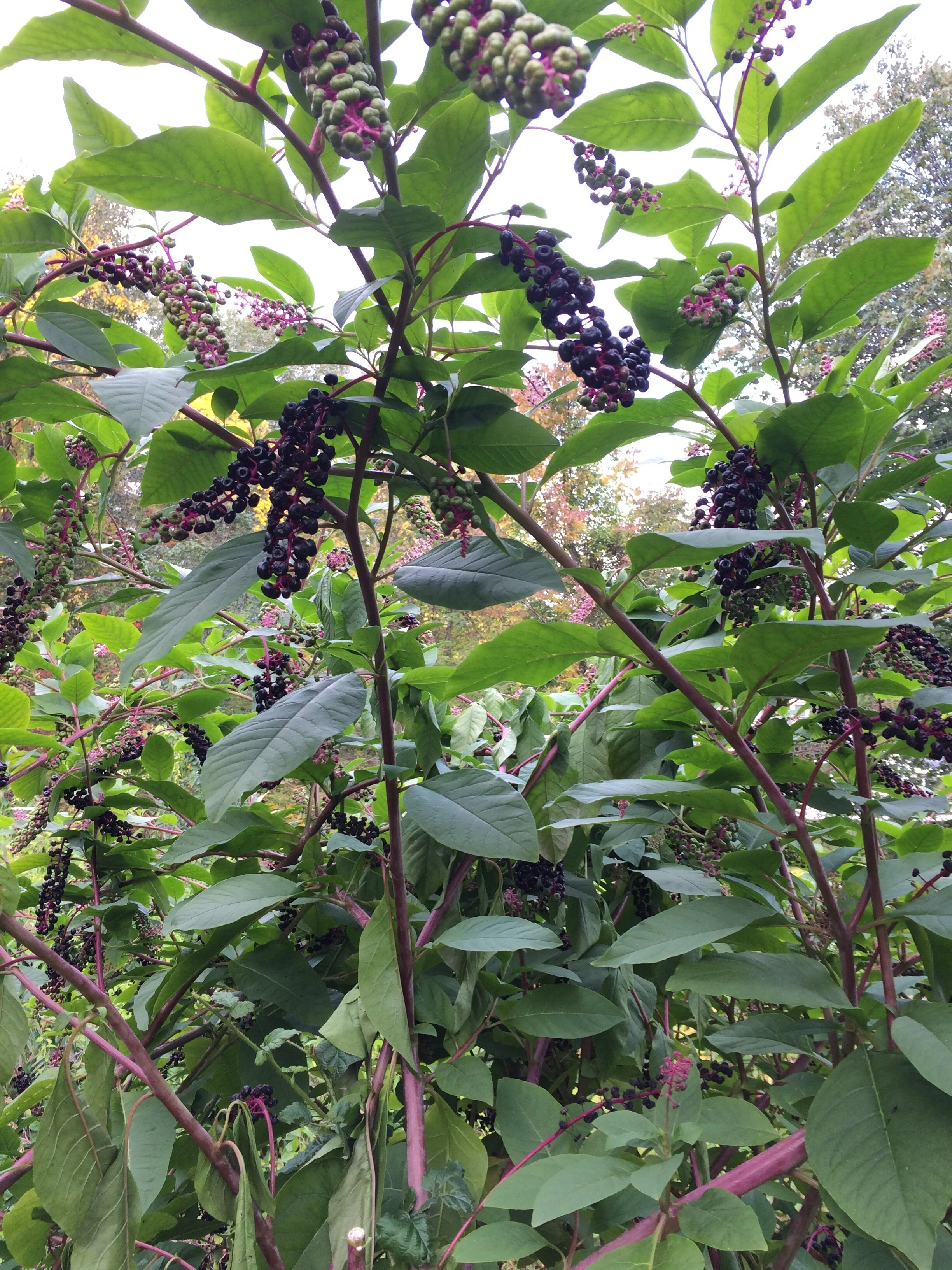 phytolacca americana fruits (1).JPG