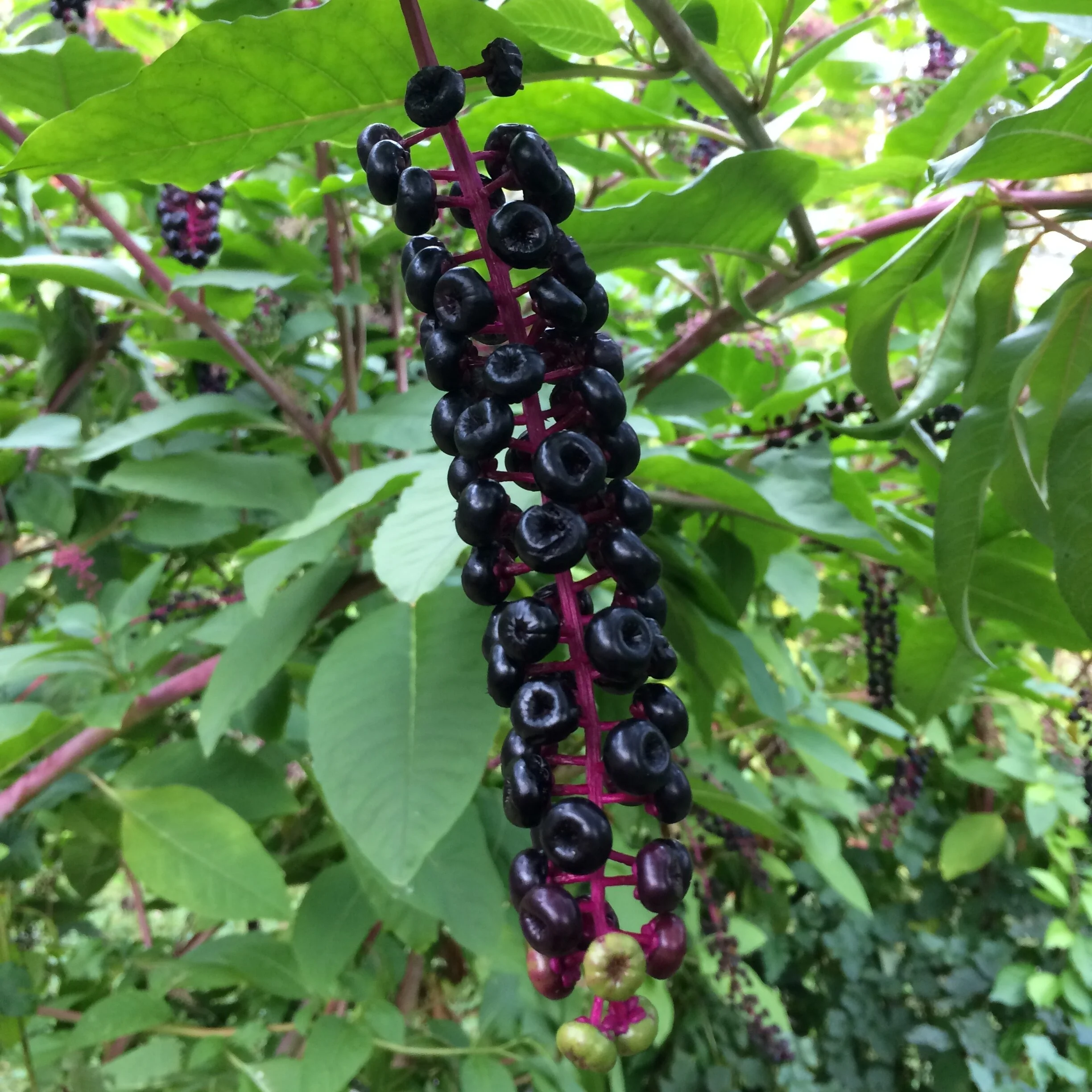 phytolacca americana fruits (2).JPG