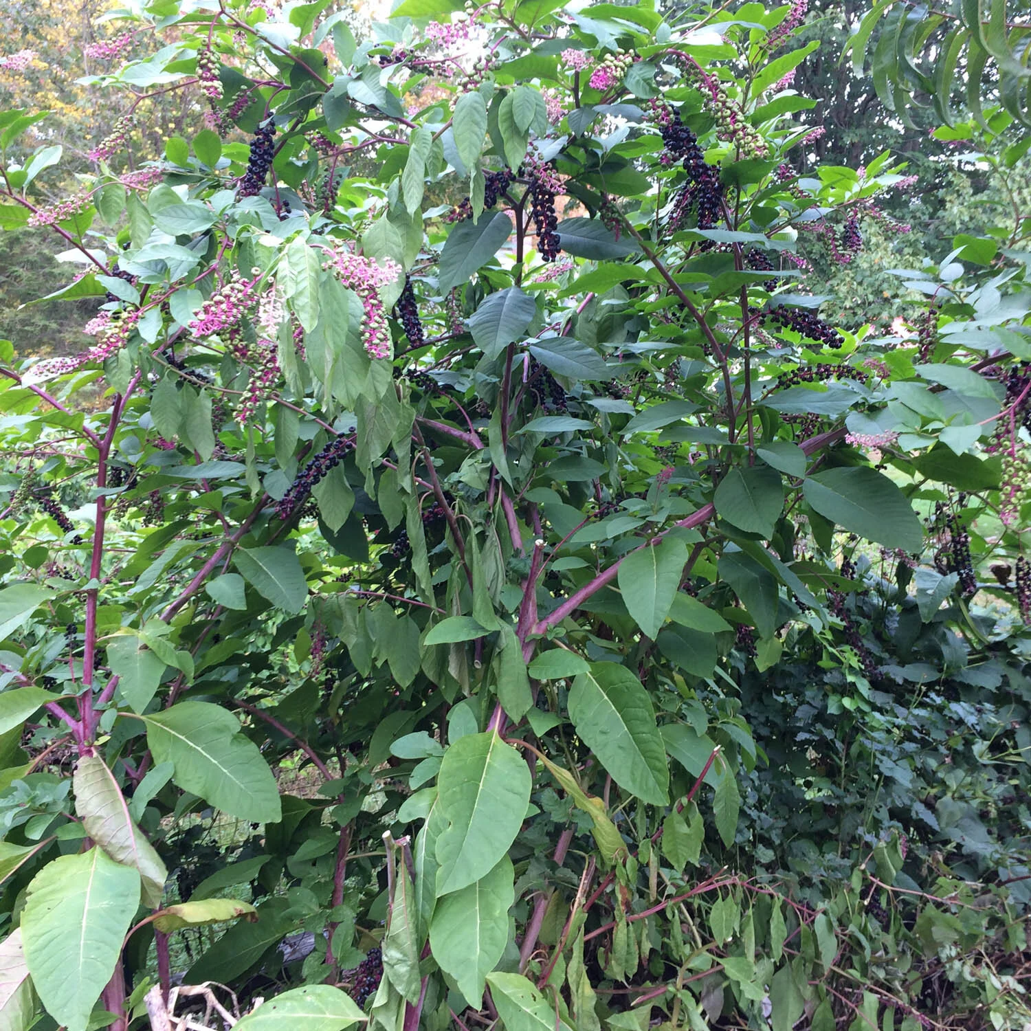 phytolacca americana fruits (3).jpg