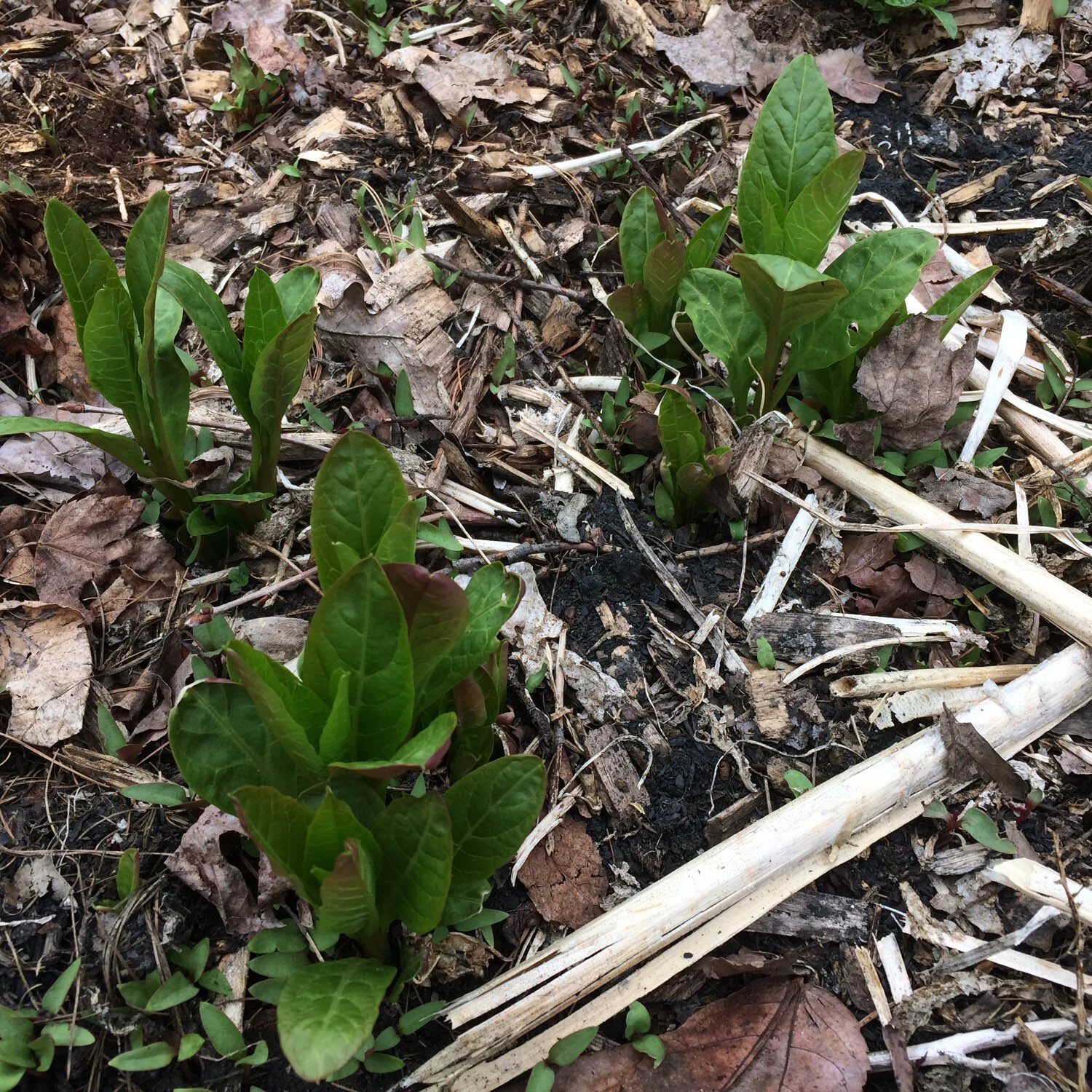 phytolacca americana shoots.jpg