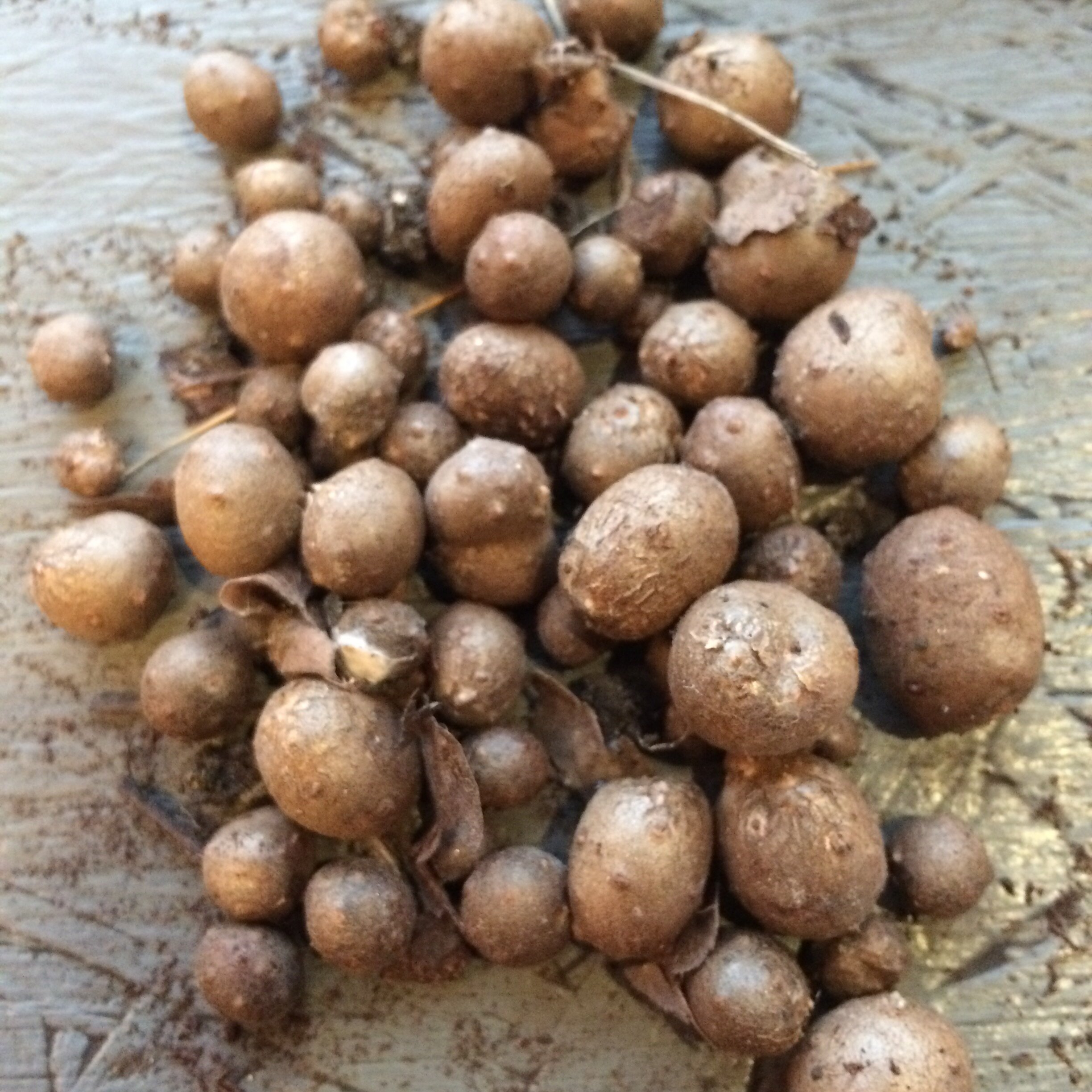 Dioscorea polystachya tubers.JPG