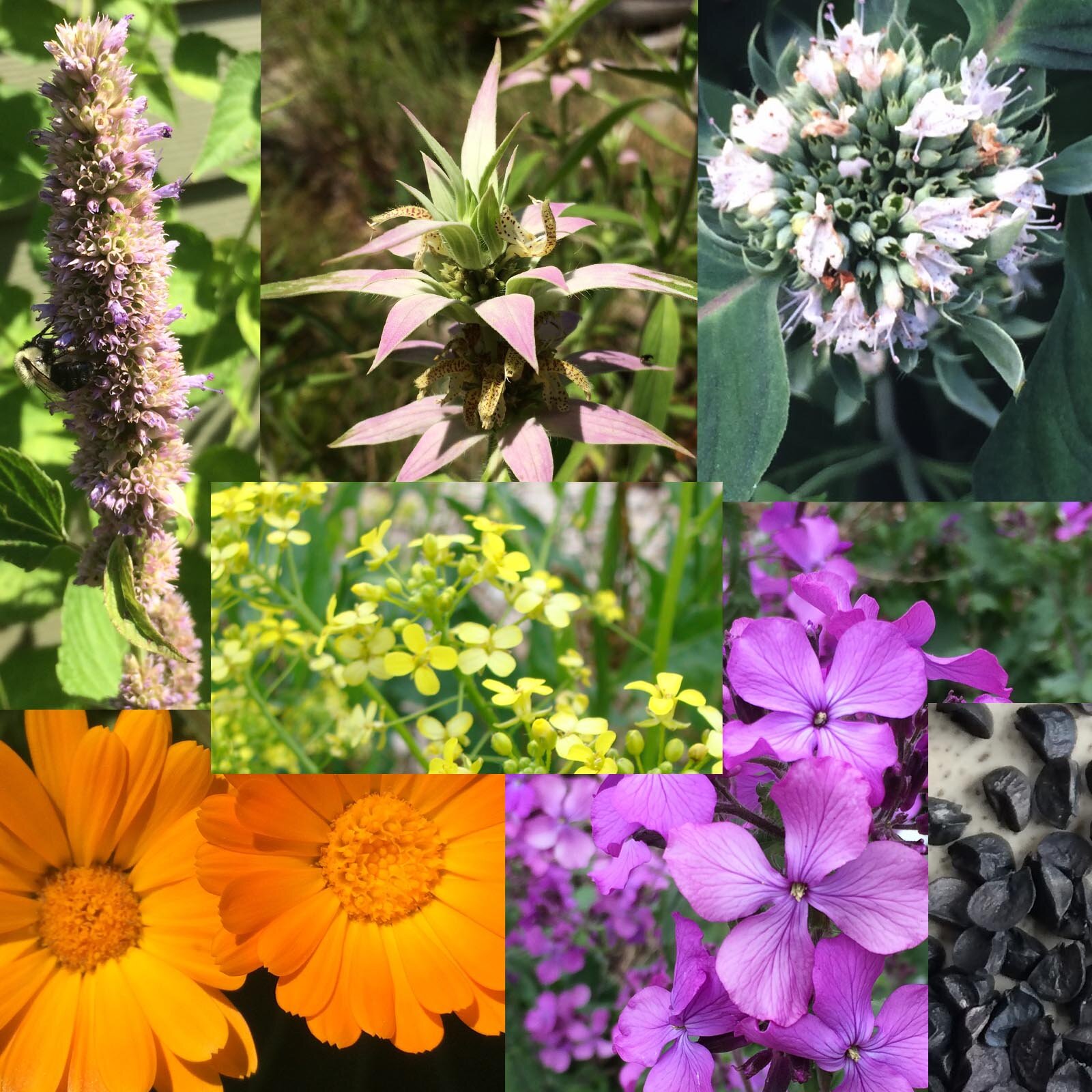 pollinator collection copy.jpg