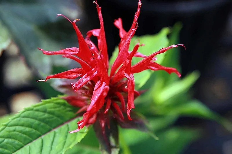 800px-Monarda_didyma_Jacob_Cline_1zz.jpg