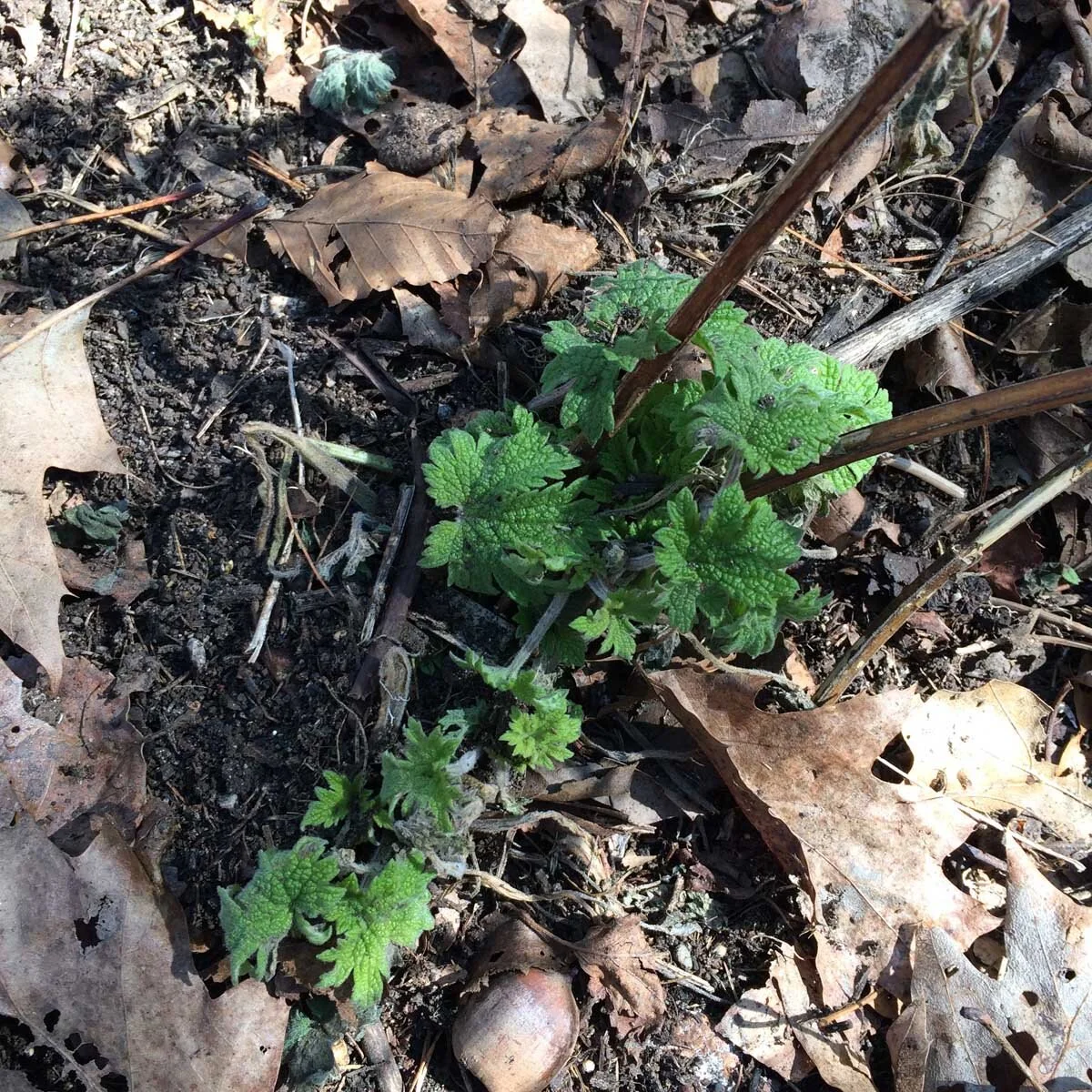 Leonorus cardiaca.jpg