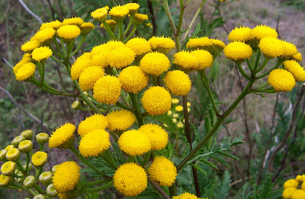 Tansy.jpg