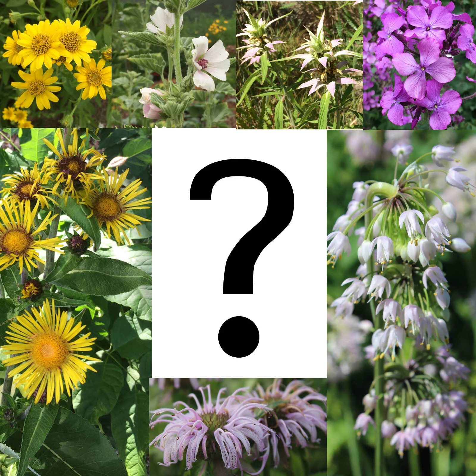 grab bag question copy.jpg