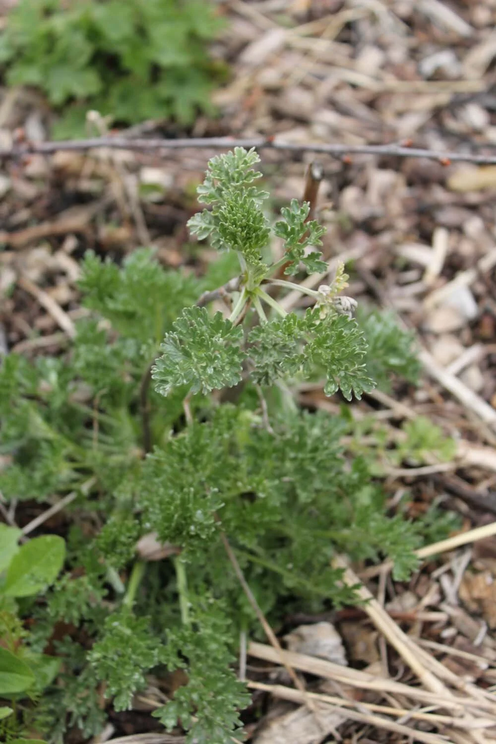 Artemisia absinthium_sm.jpg