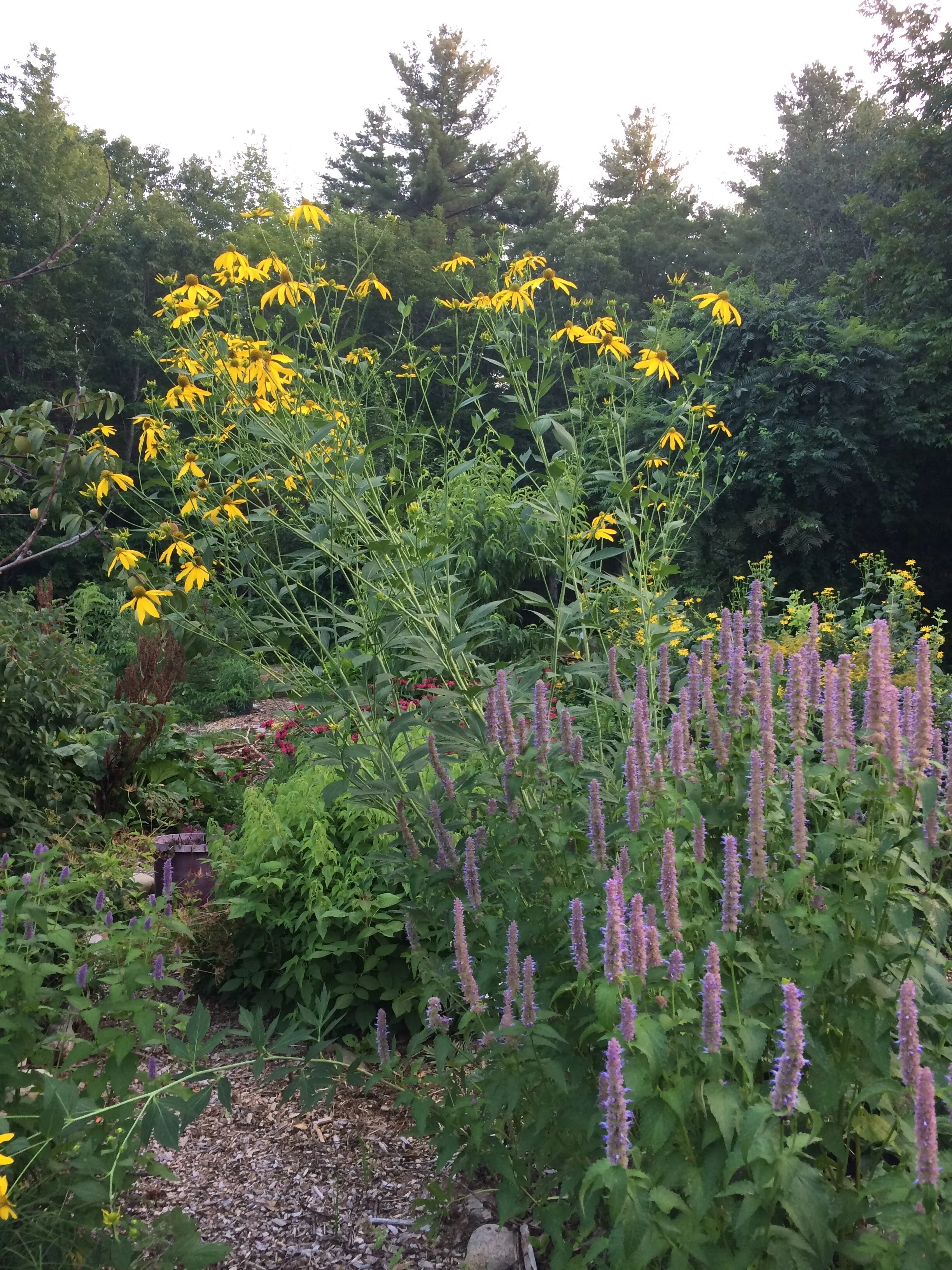 rudbeckia laciniata.JPG