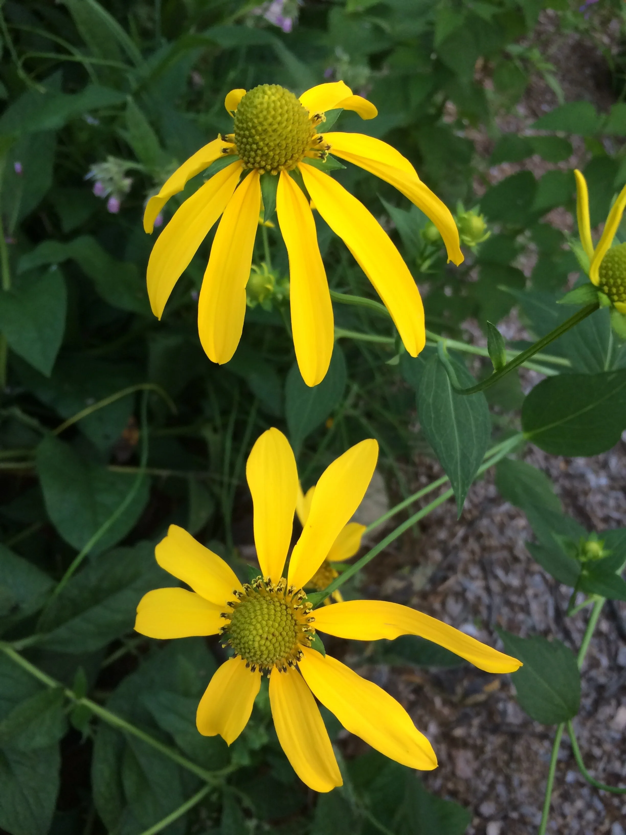 rudbeckia laciniata3.JPG