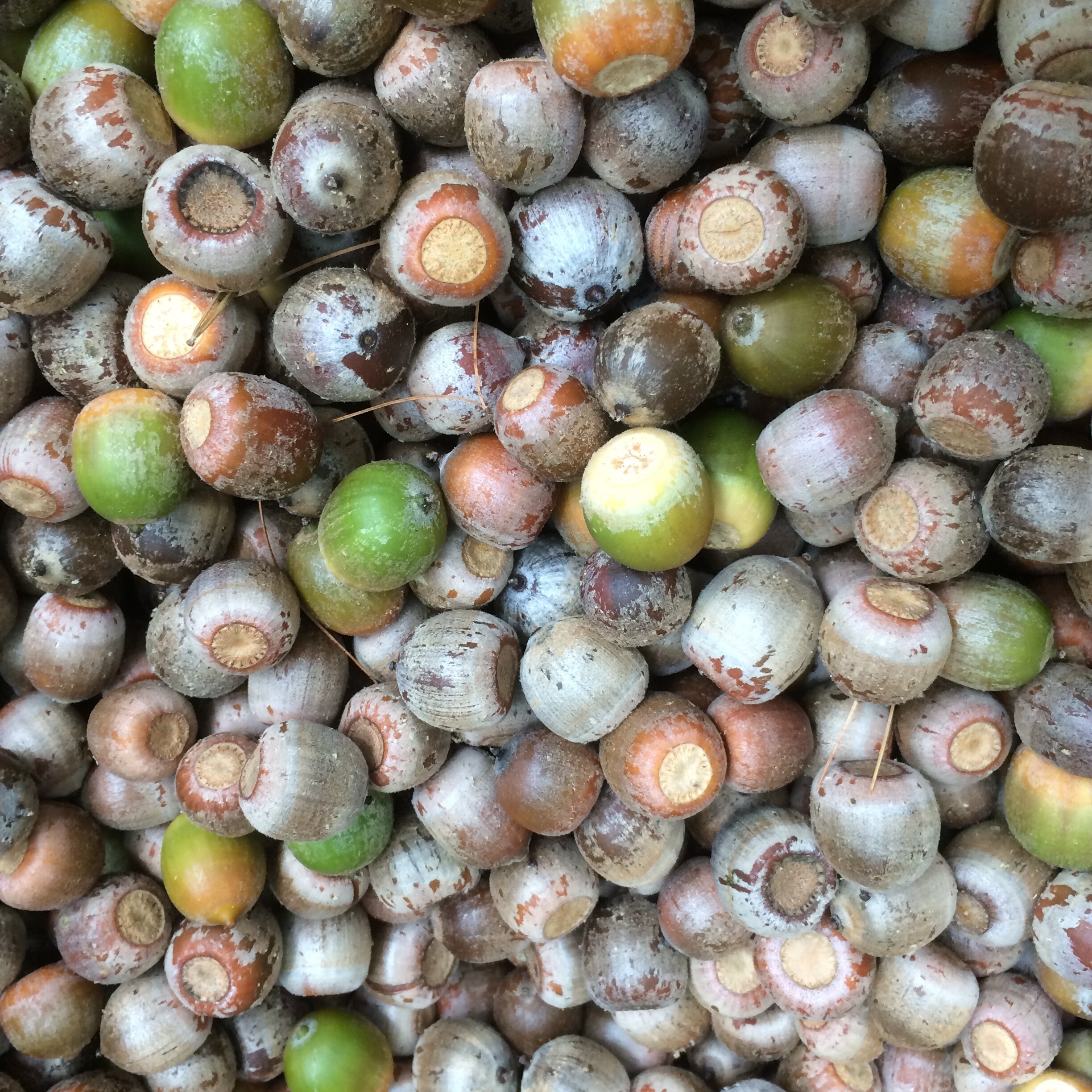 The way I collect and process Acorns — Edgewood Nursery