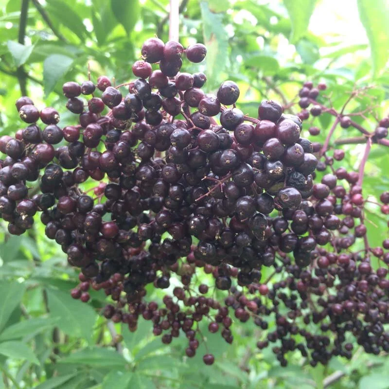 sambucus nigra canadensis york (1).jpg