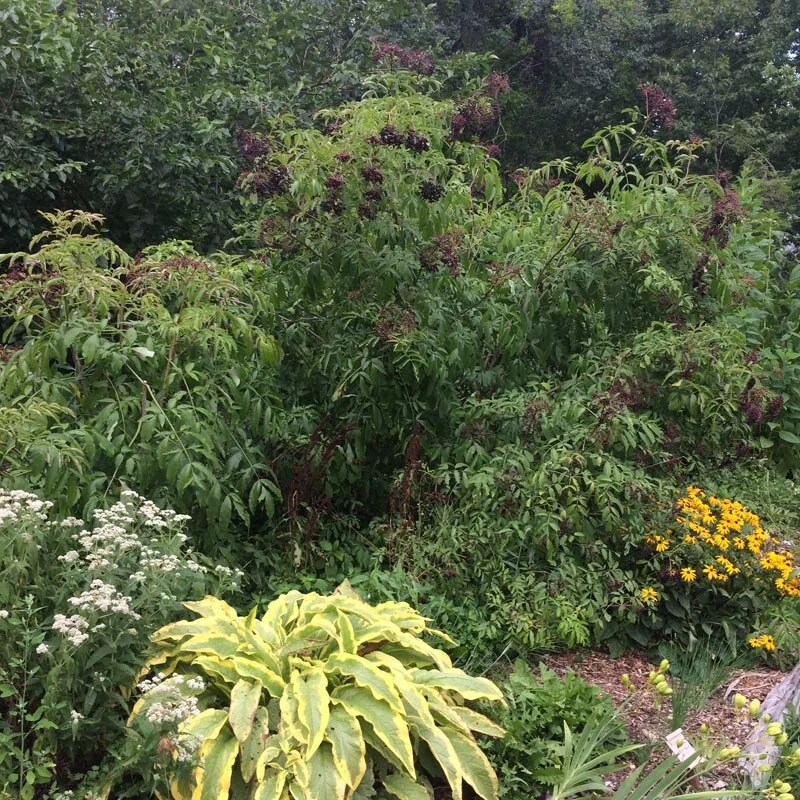 sambucus nigra canadensis york (2).jpg