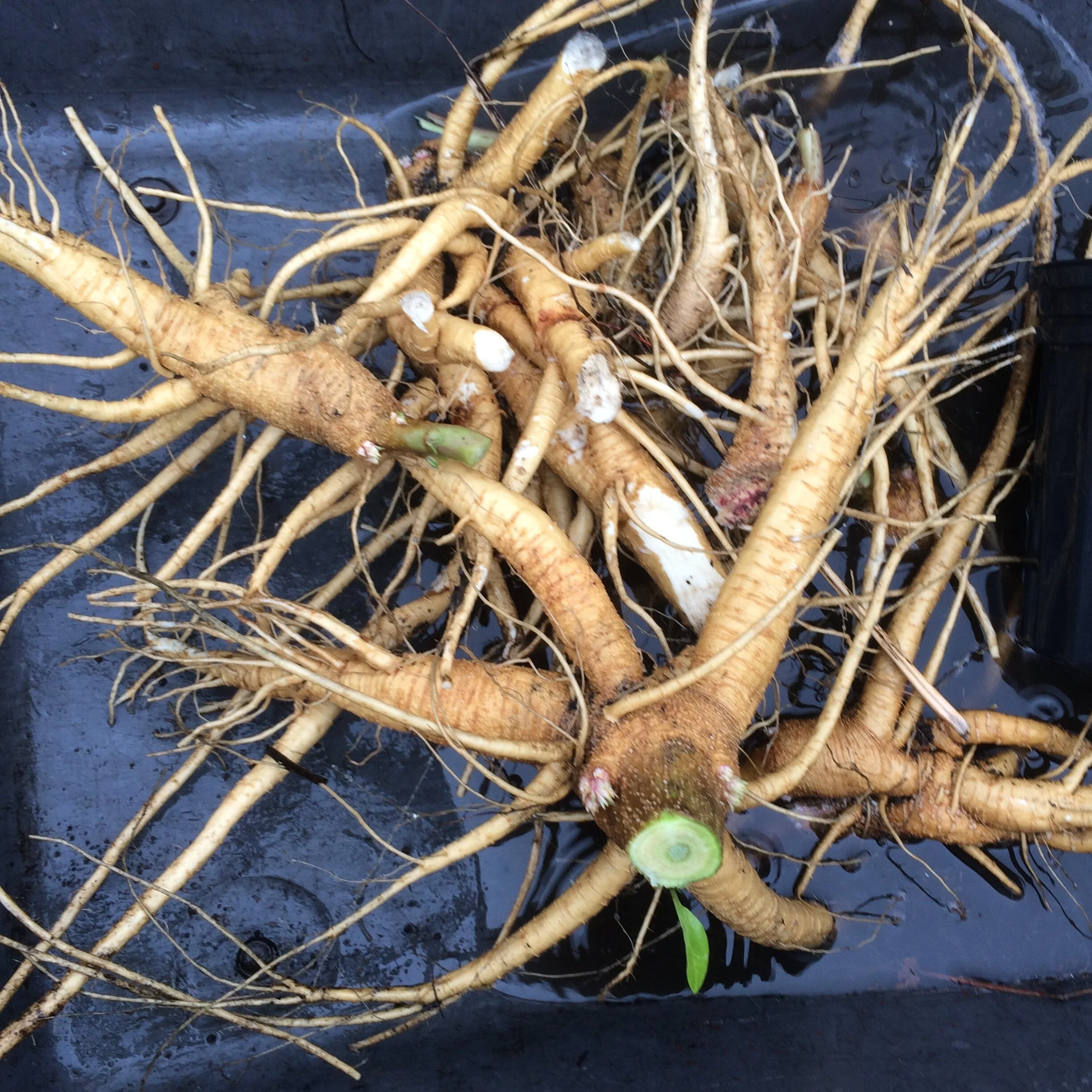 phytolacca americana roots.JPG