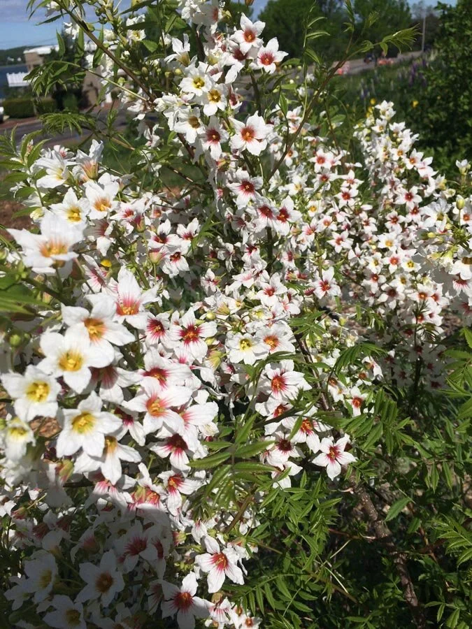 xanthoseras sorbifolium bloom.jpg