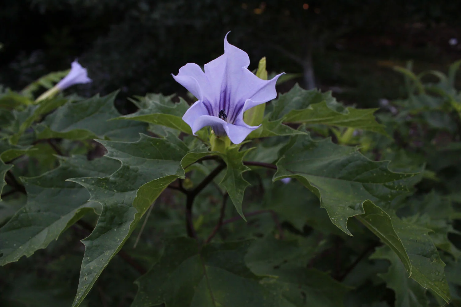 Datura stramonium (7).jpg