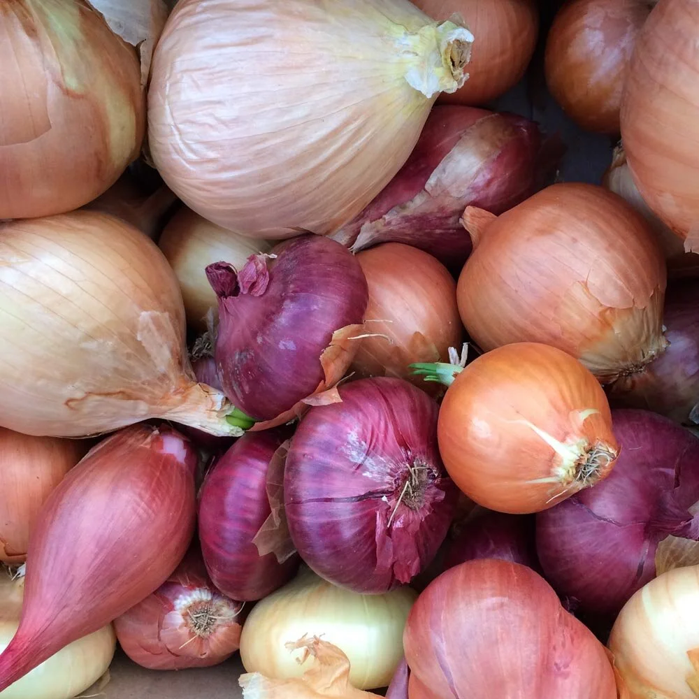 allium cepa landrace parents 2.jpg