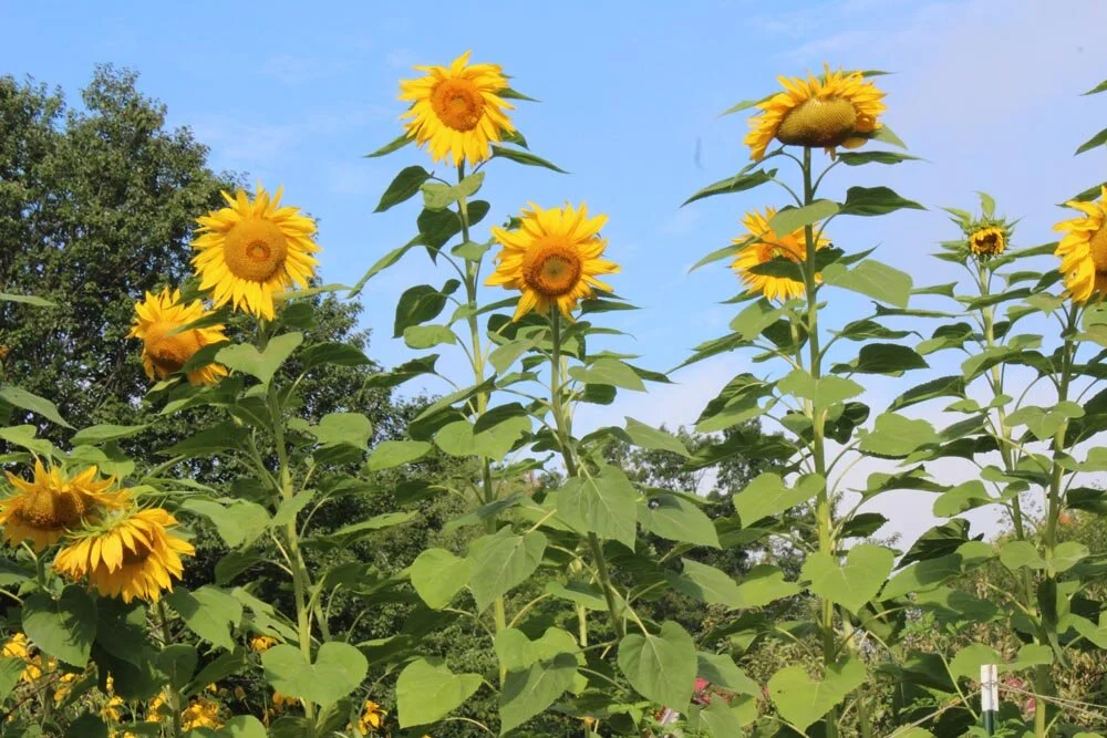 Helianthus annuus mammoth grey stripe (1).jpg