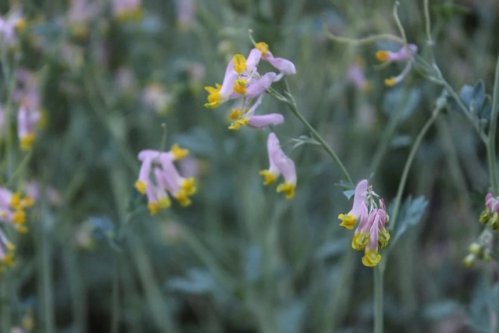 capnoides sempervirens (1).jpg