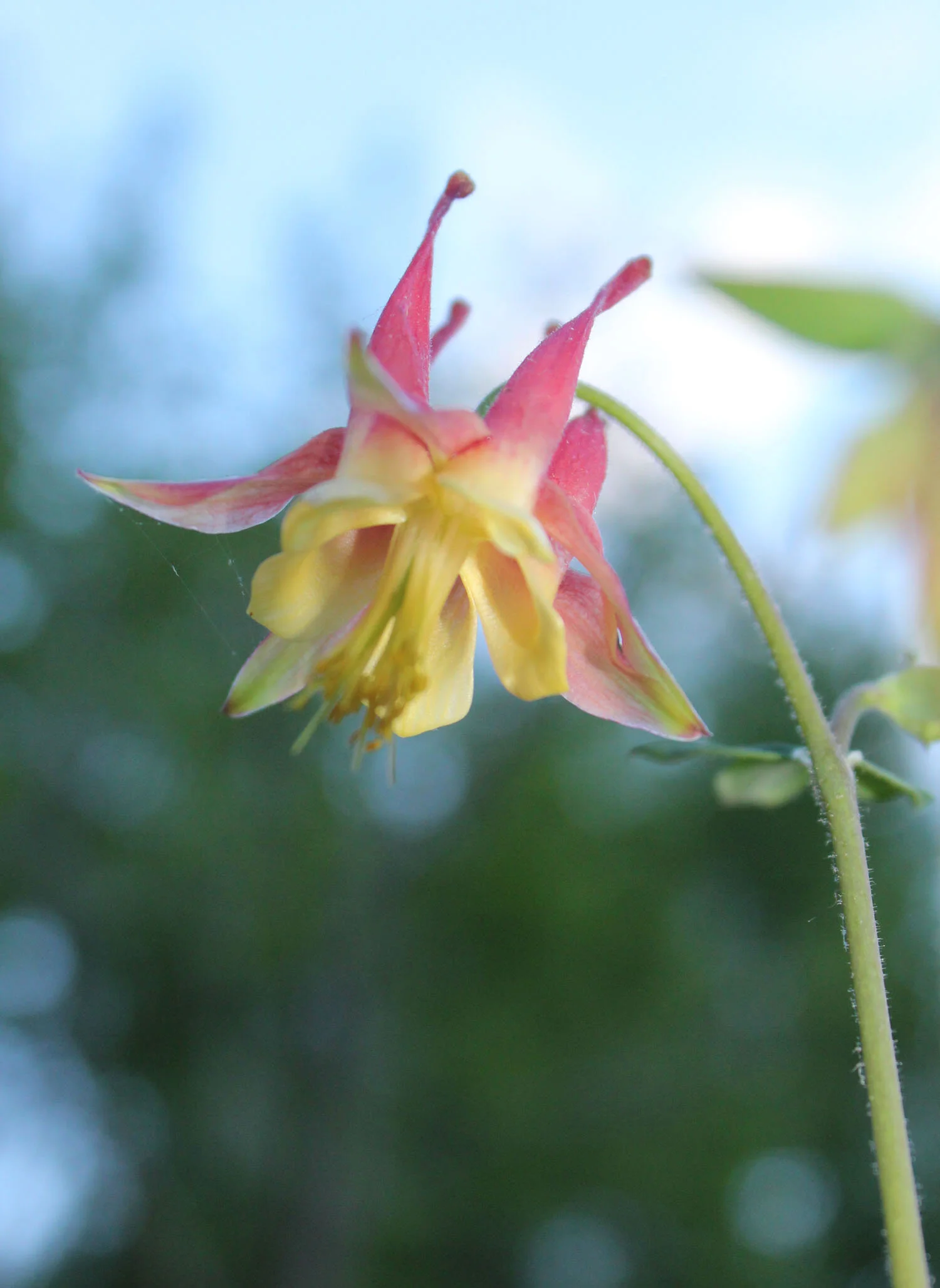 Aquilegia canadensis (1).jpg