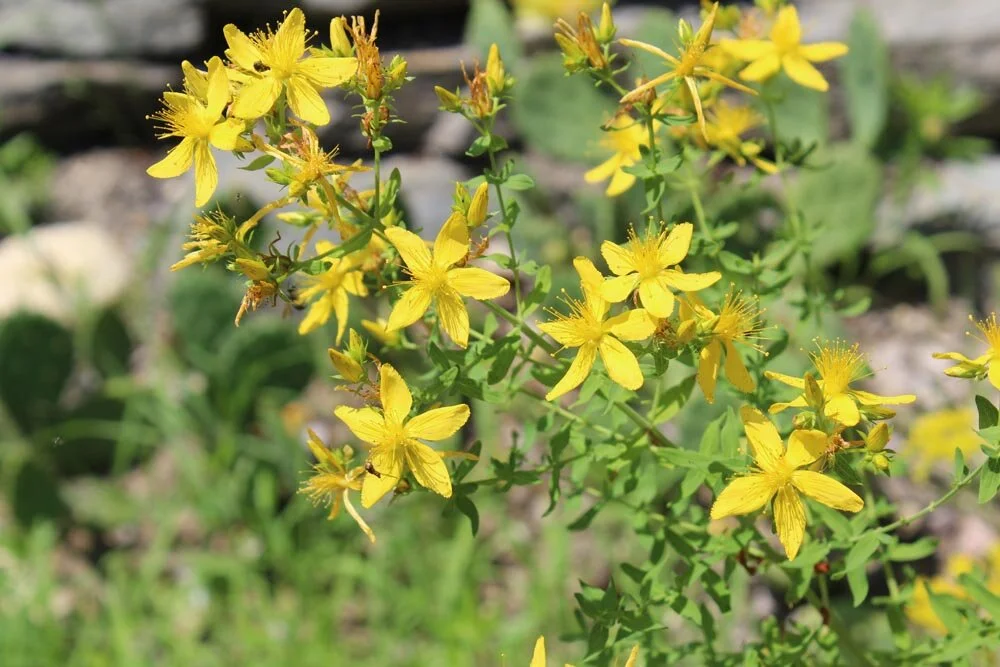Great St. John's Wort (Hypericum ascyron) and St. John's Wort ...