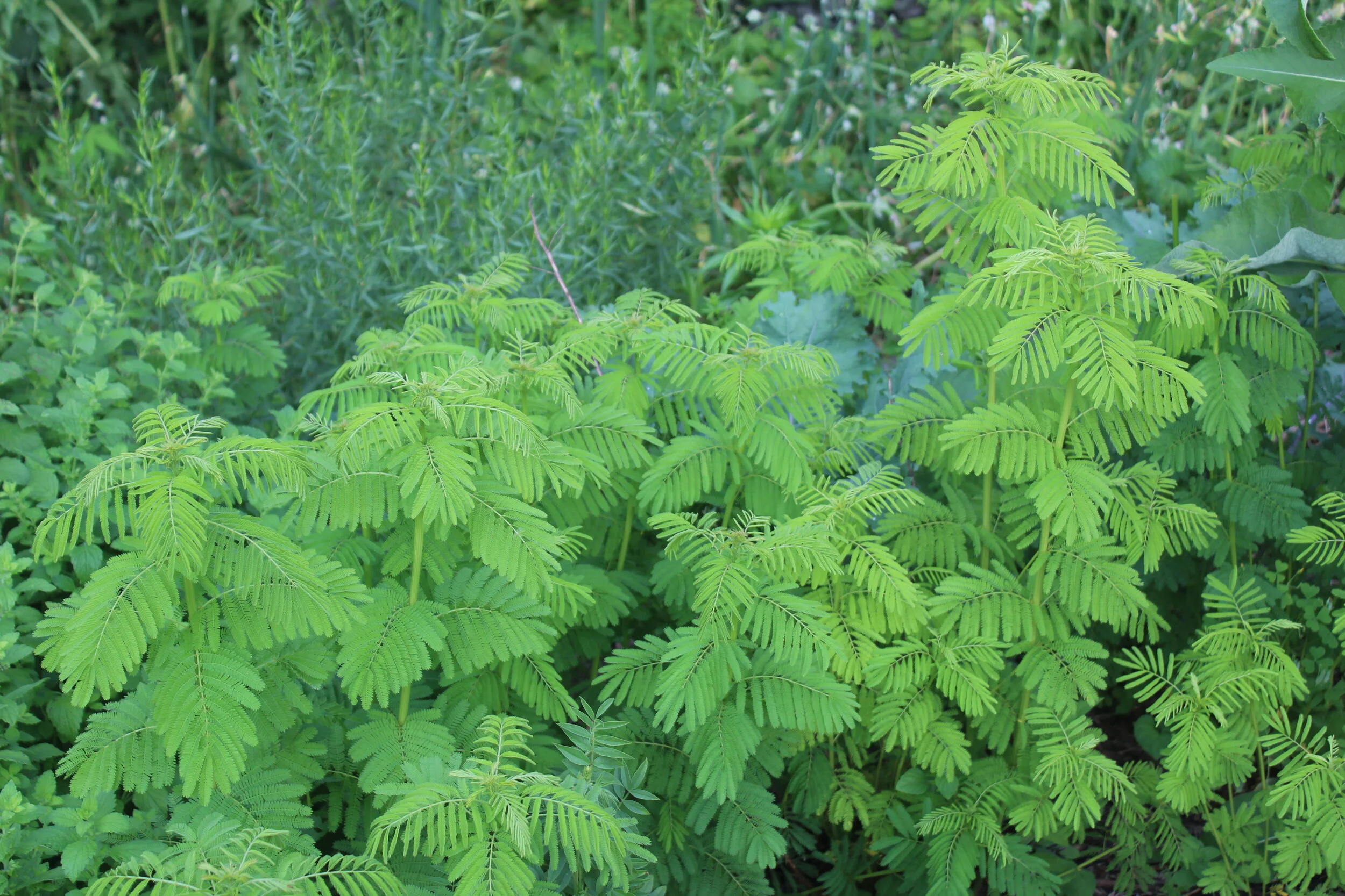 desmanthus illinoensis.JPG