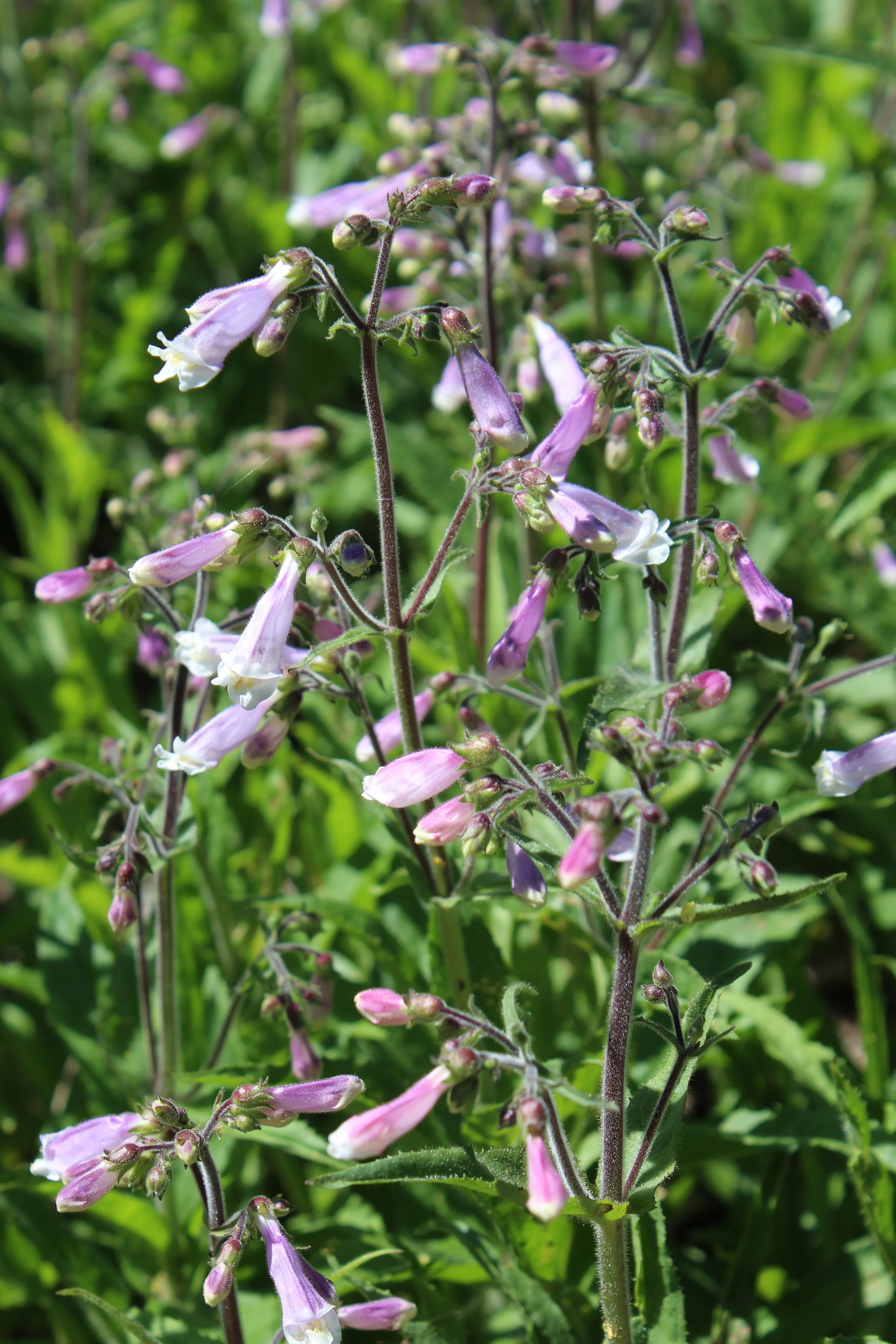 penstemon hirsutus (3).JPG