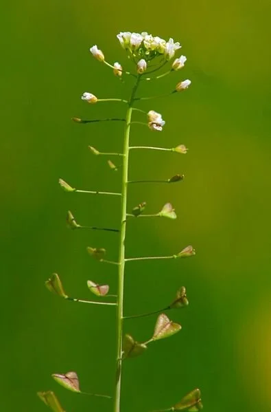395px-Capsella_bursa-pastoris_by Enrico Blasutto.jpg