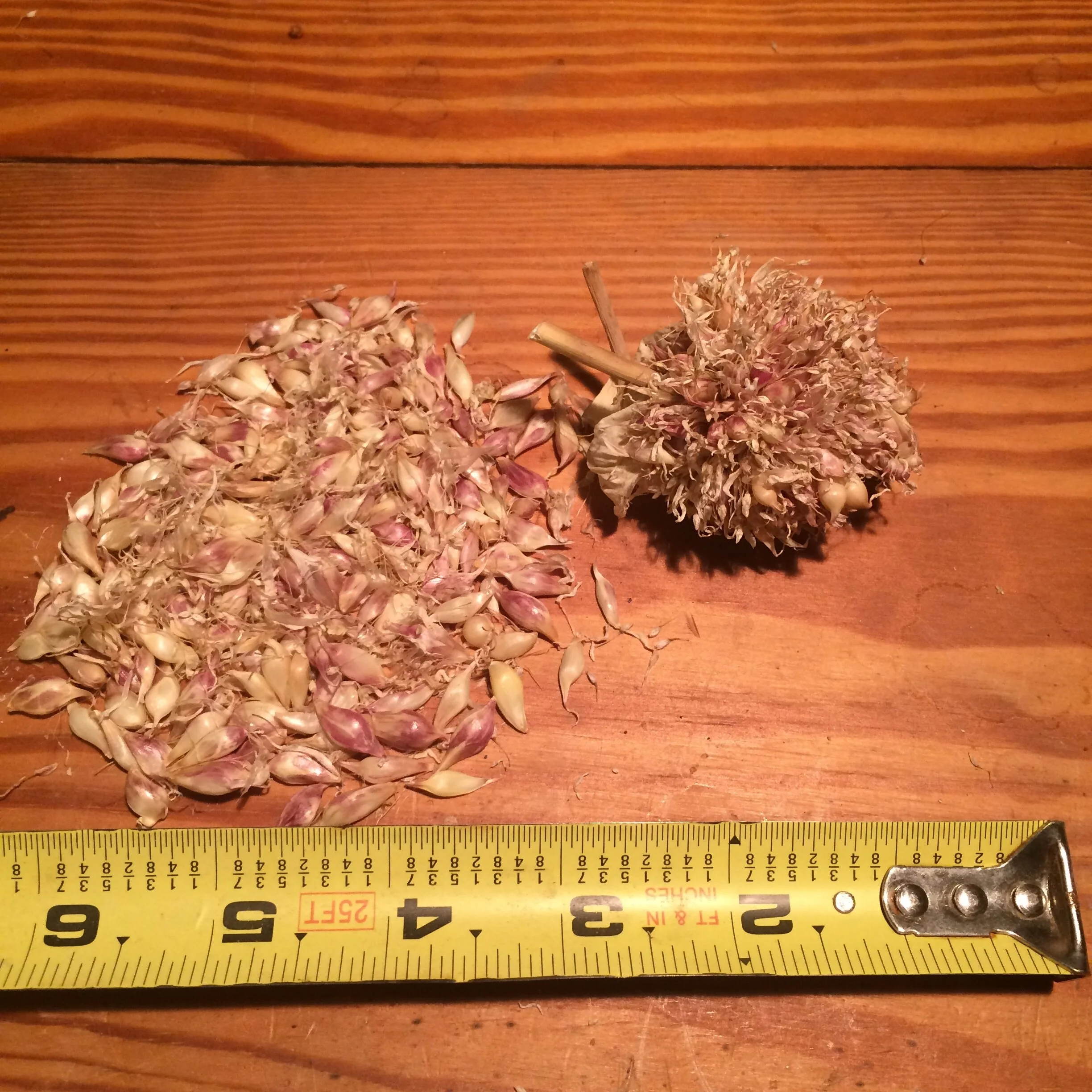 georgian crystal bulbils.JPG