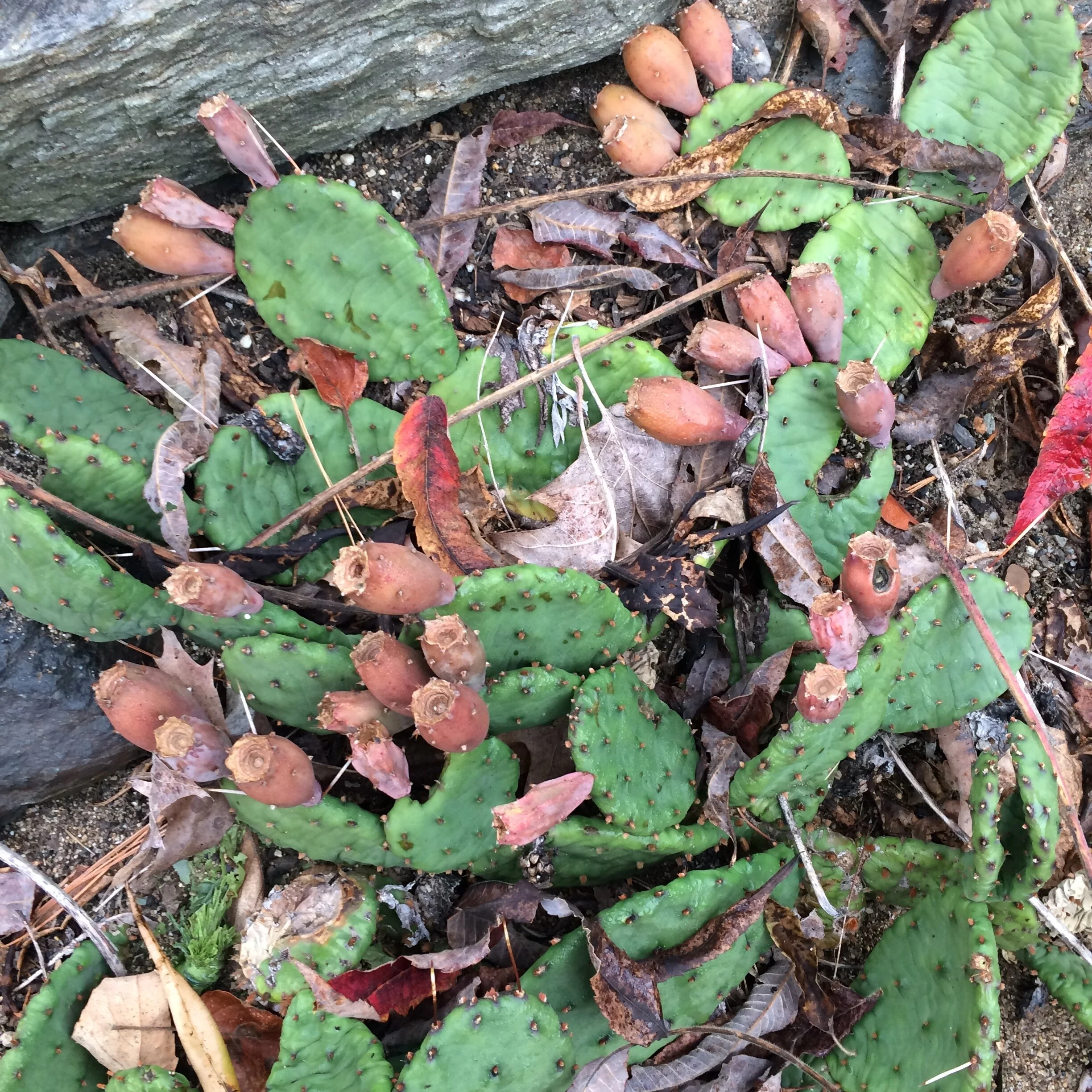 opuntia humifisa.JPG