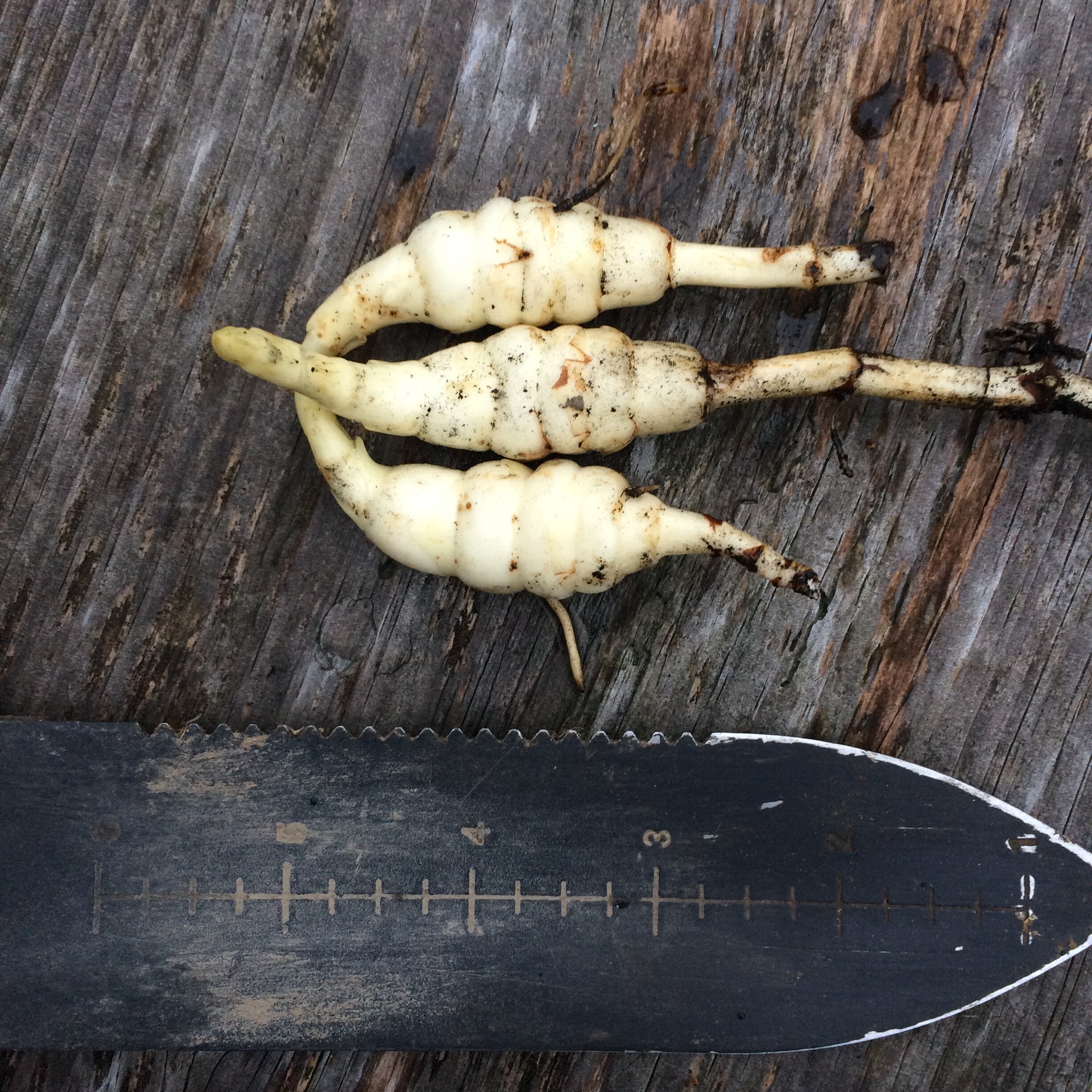 lycopus lucidus tuber.JPG