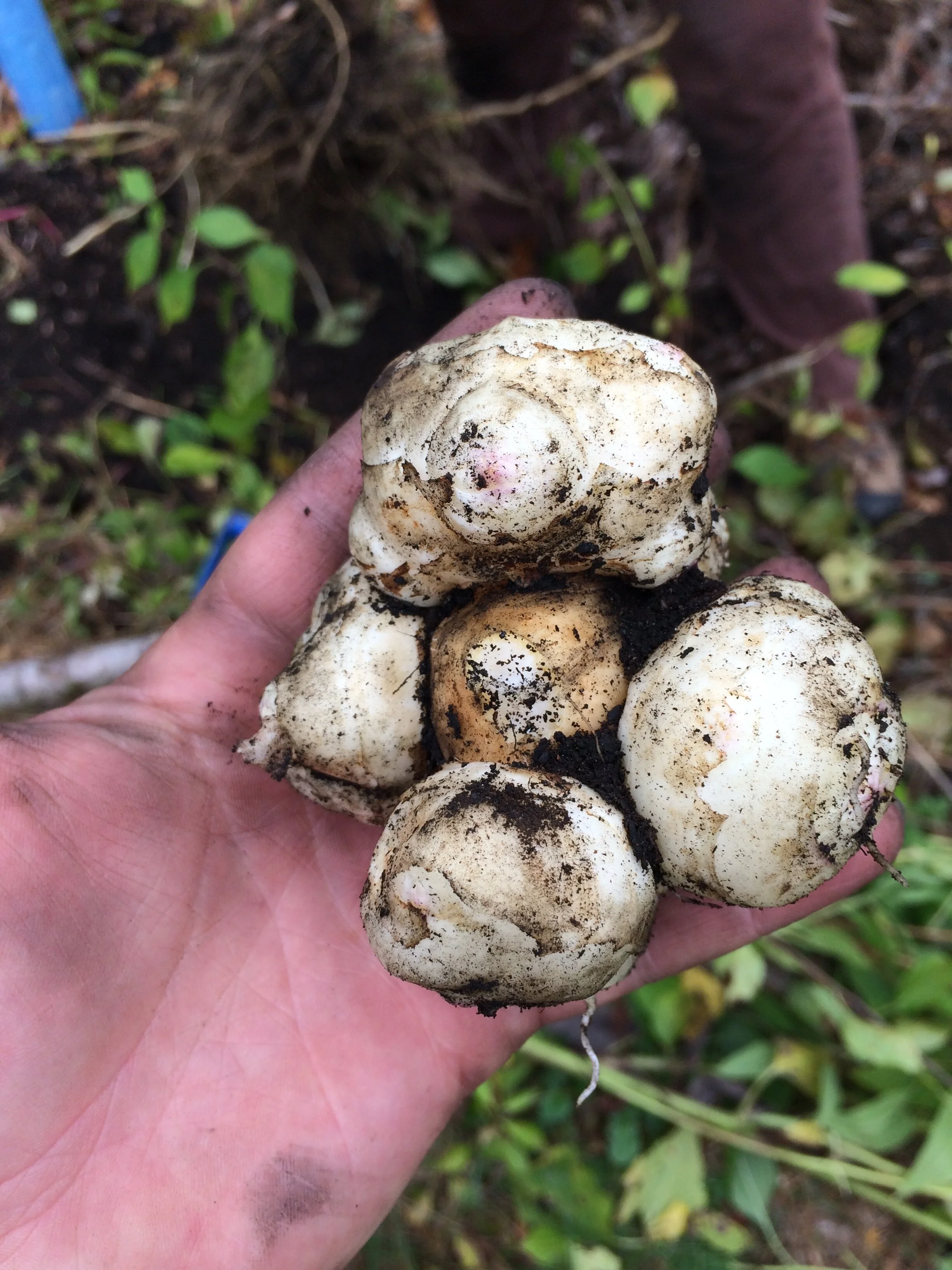 Helianthus spp cluster (1).JPG