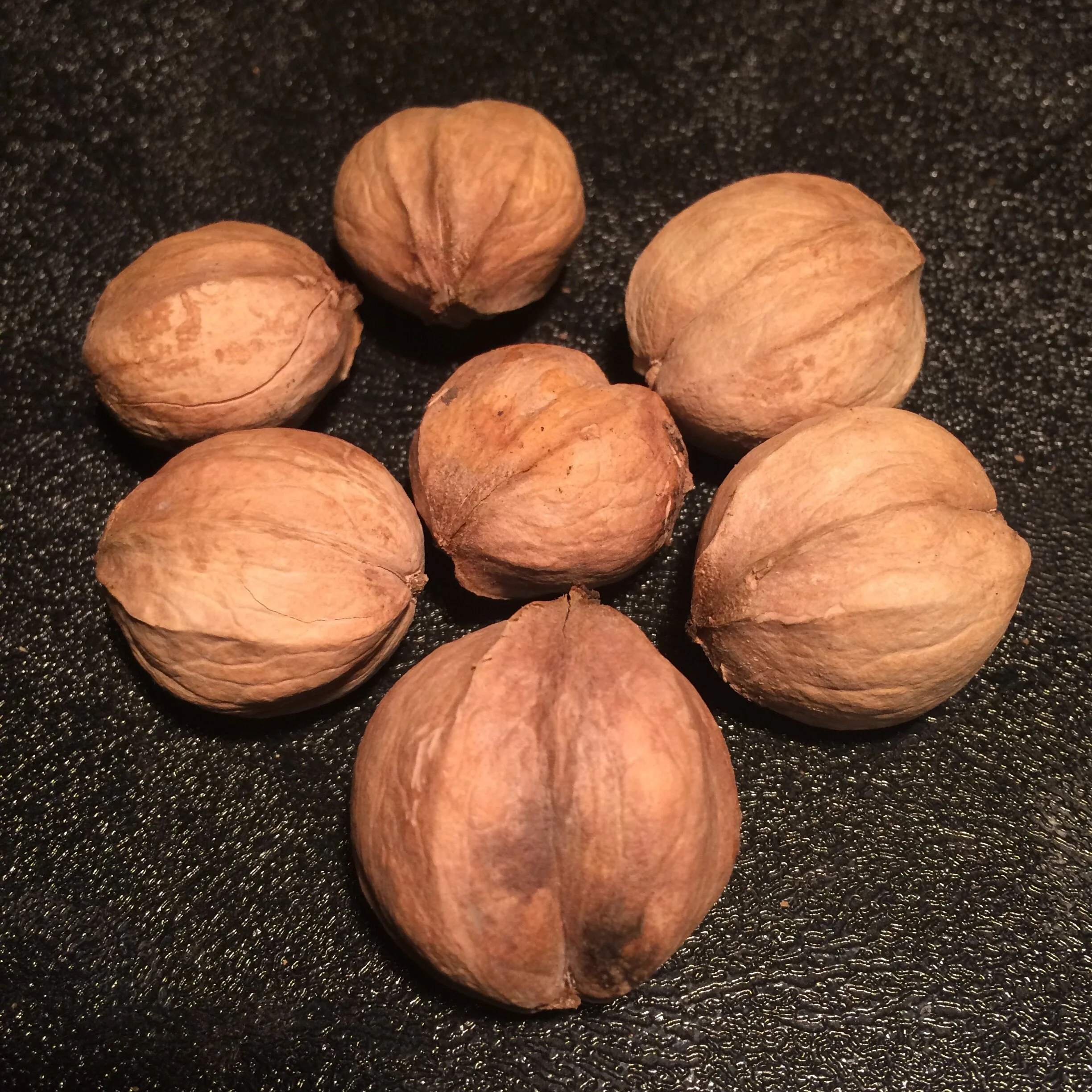 carya lacinosa.JPG