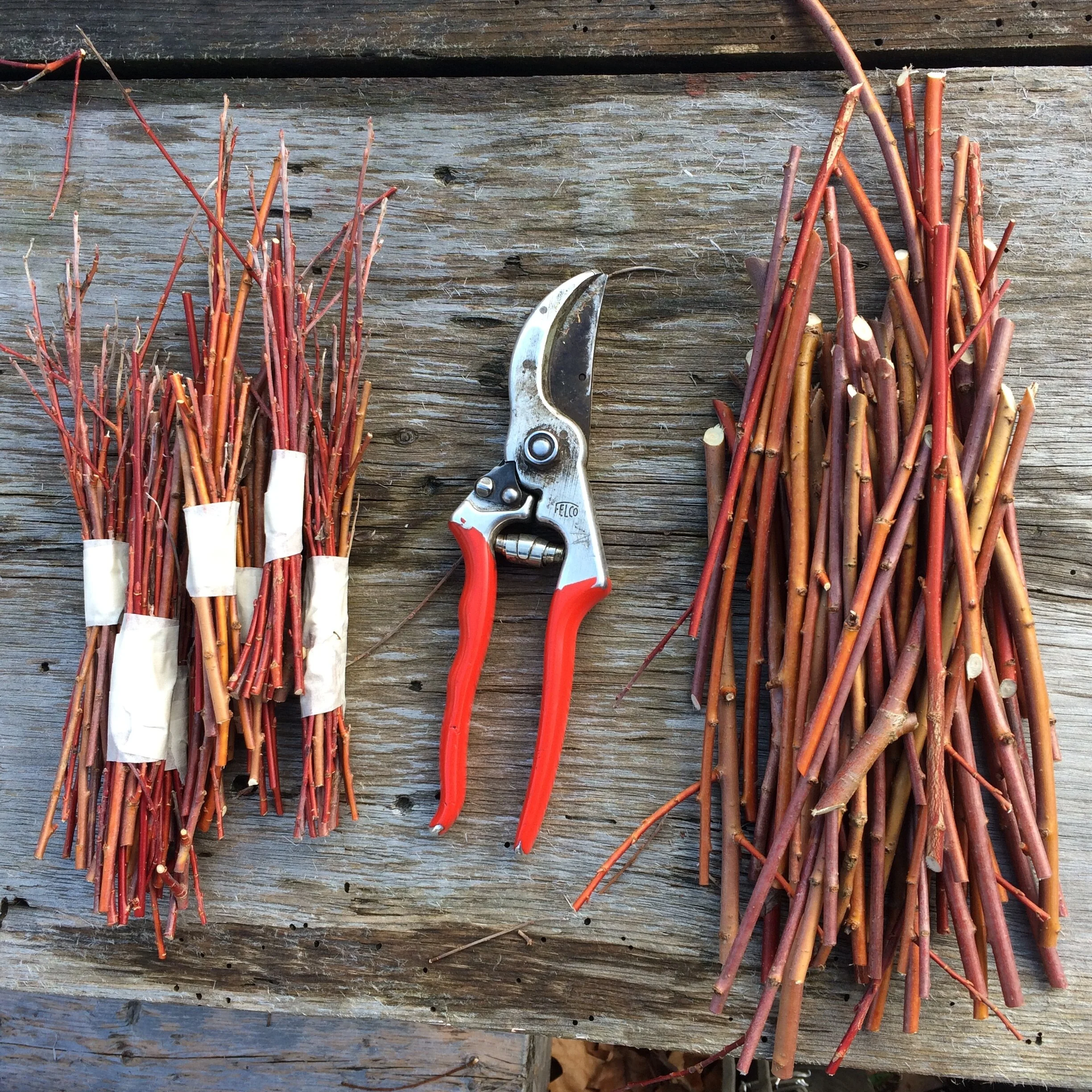 salix brittensis bundles.JPG