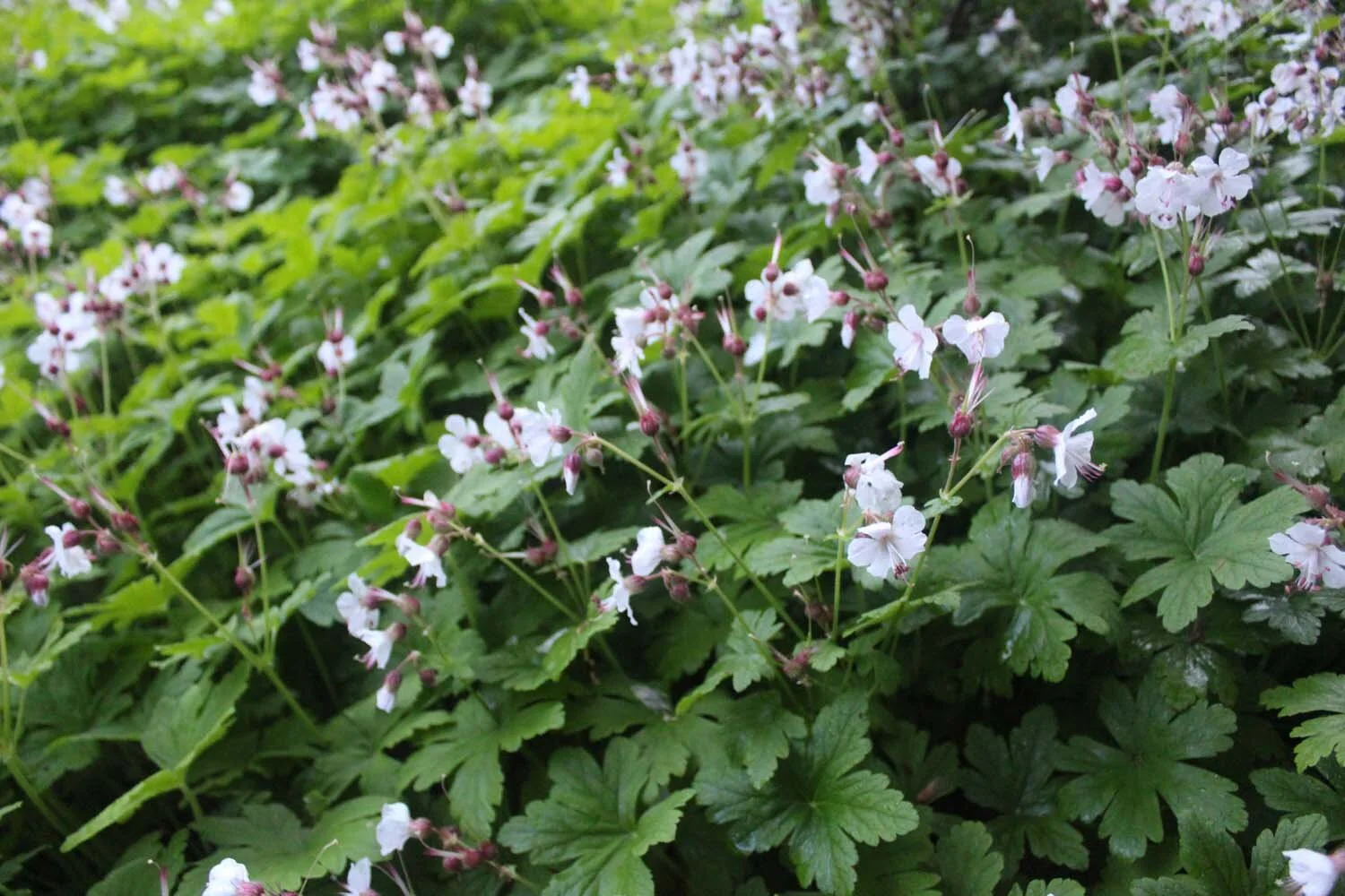 Geranium macrorhiza (2).jpg