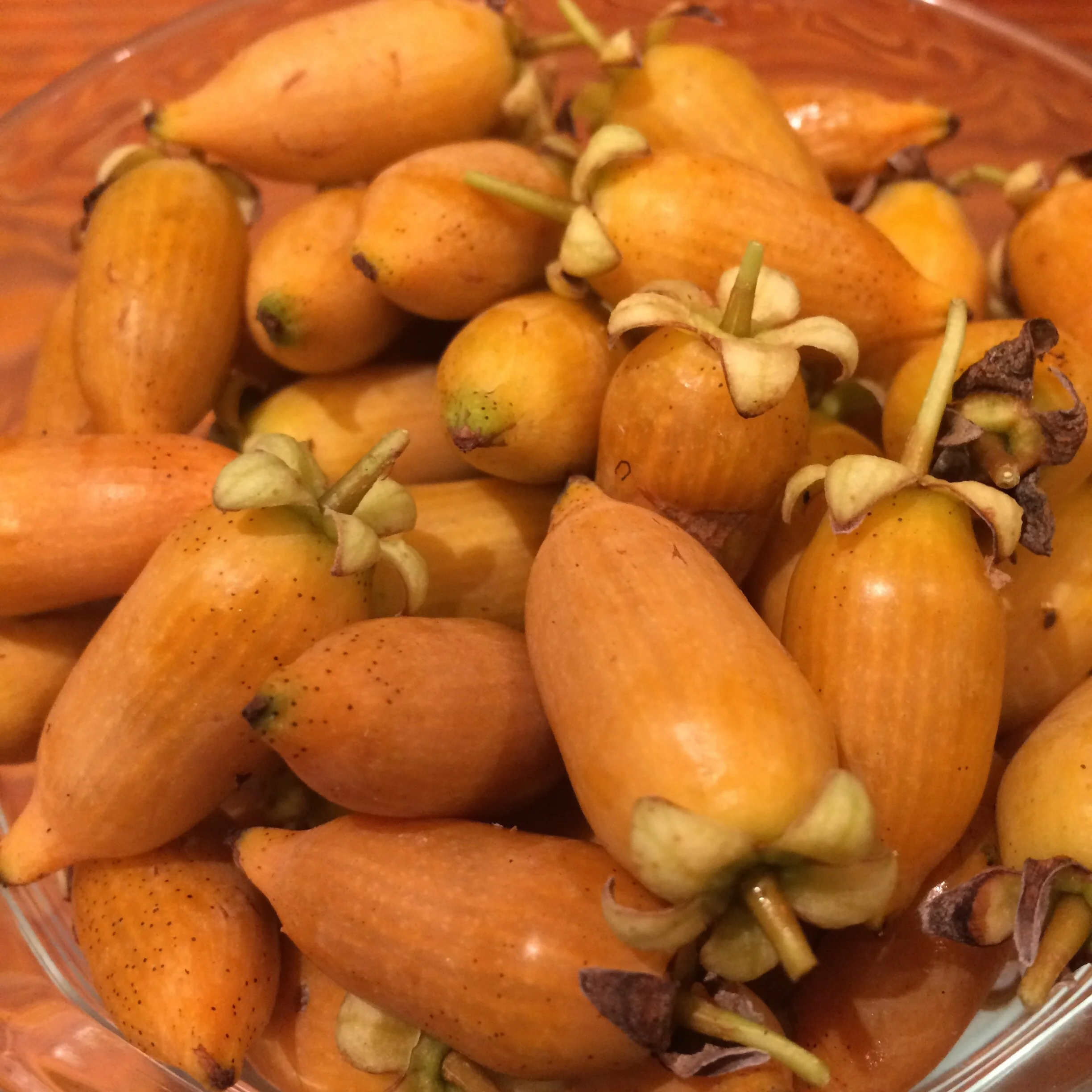 Actinidia polygamma (2).JPG