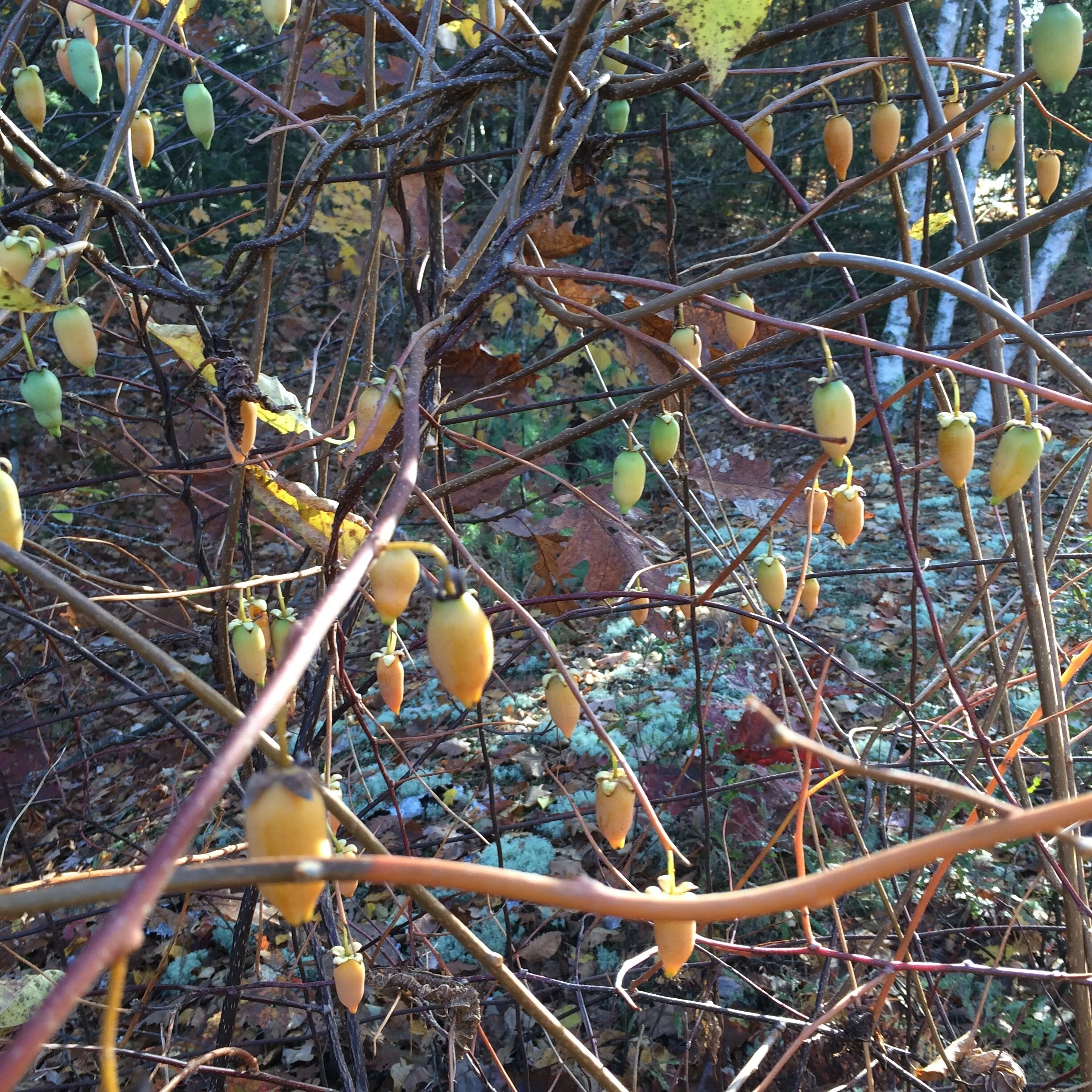 Actinidia polygamma (1).JPG