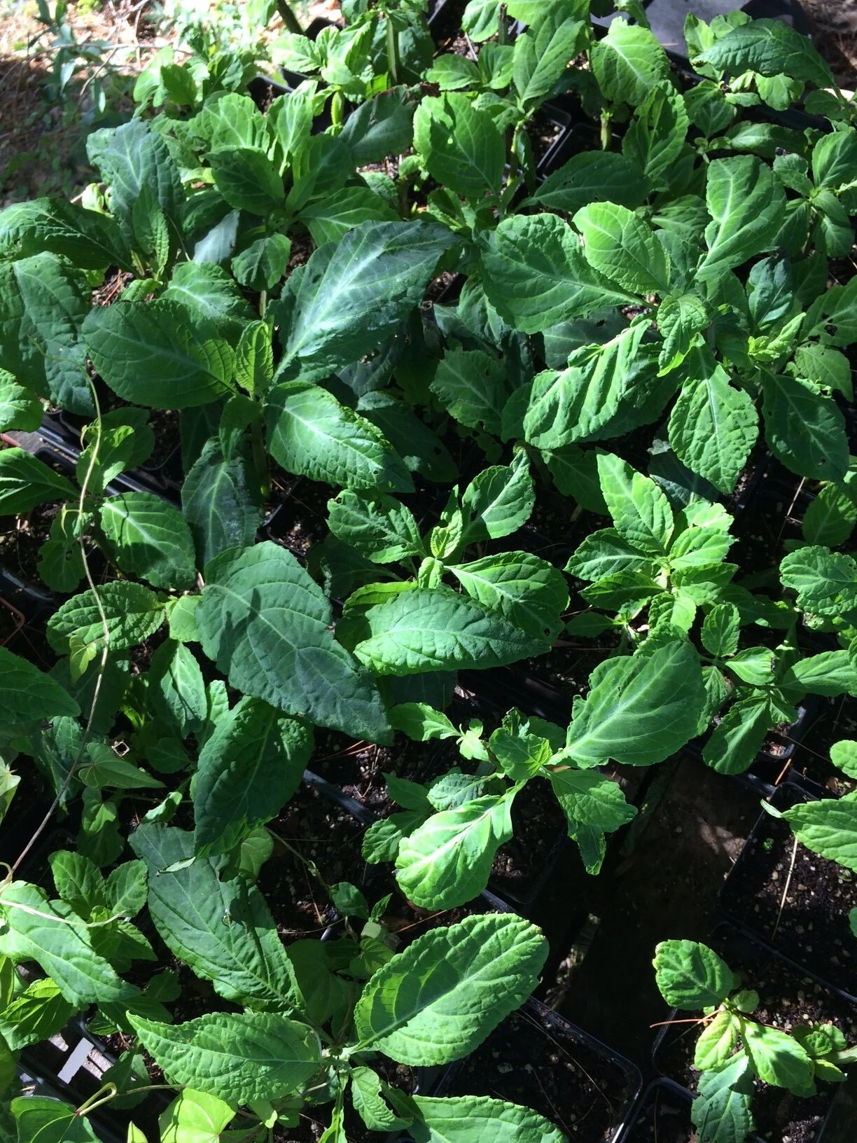 Salvia divinorum 3 inch pots.JPG