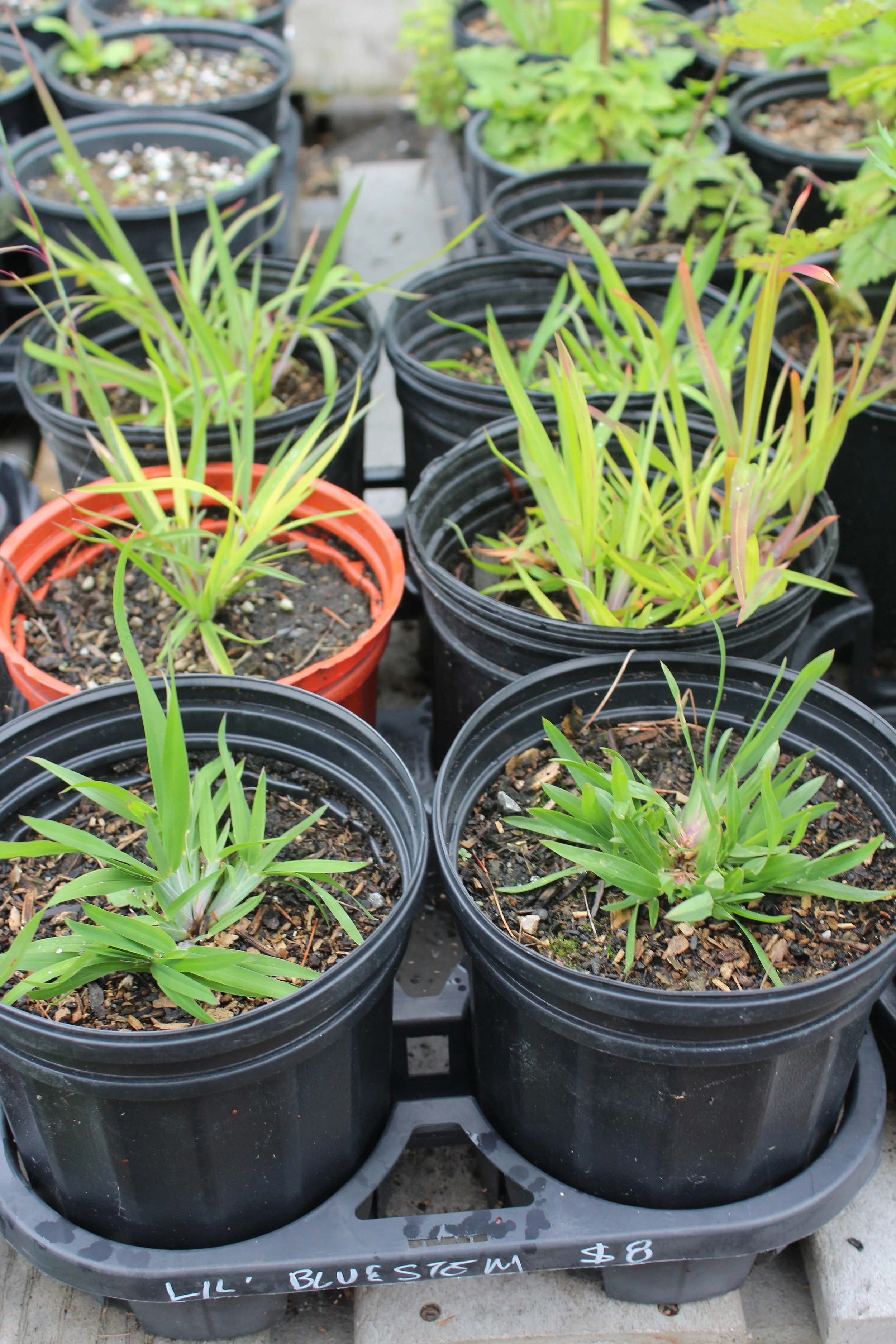 Schizachyrium scoparium.JPG