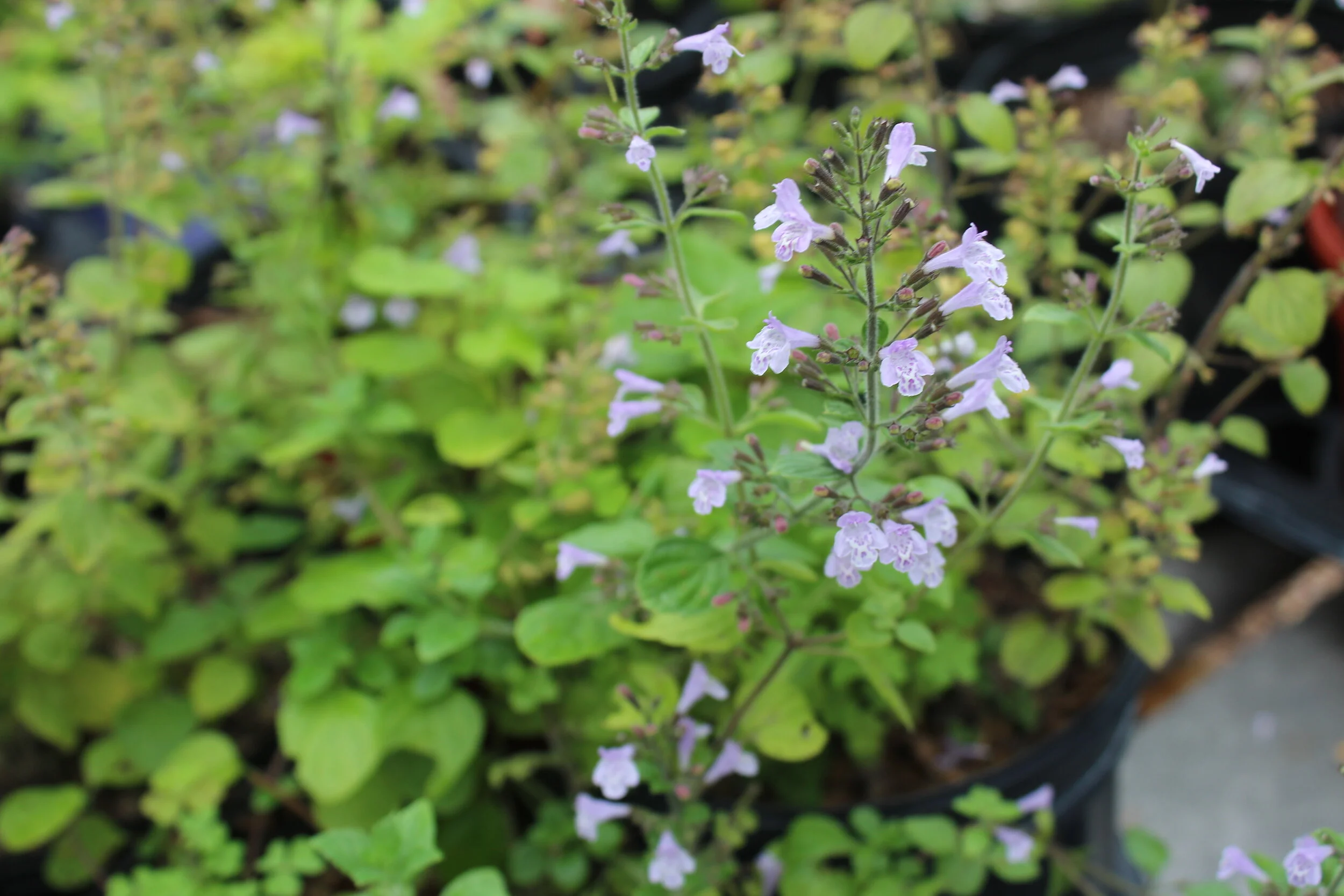 nepeta nepatella (1).JPG