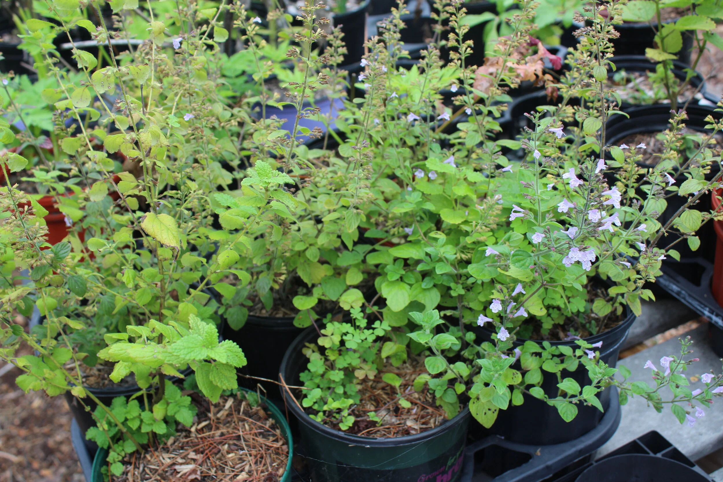 nepeta nepatella (2).JPG