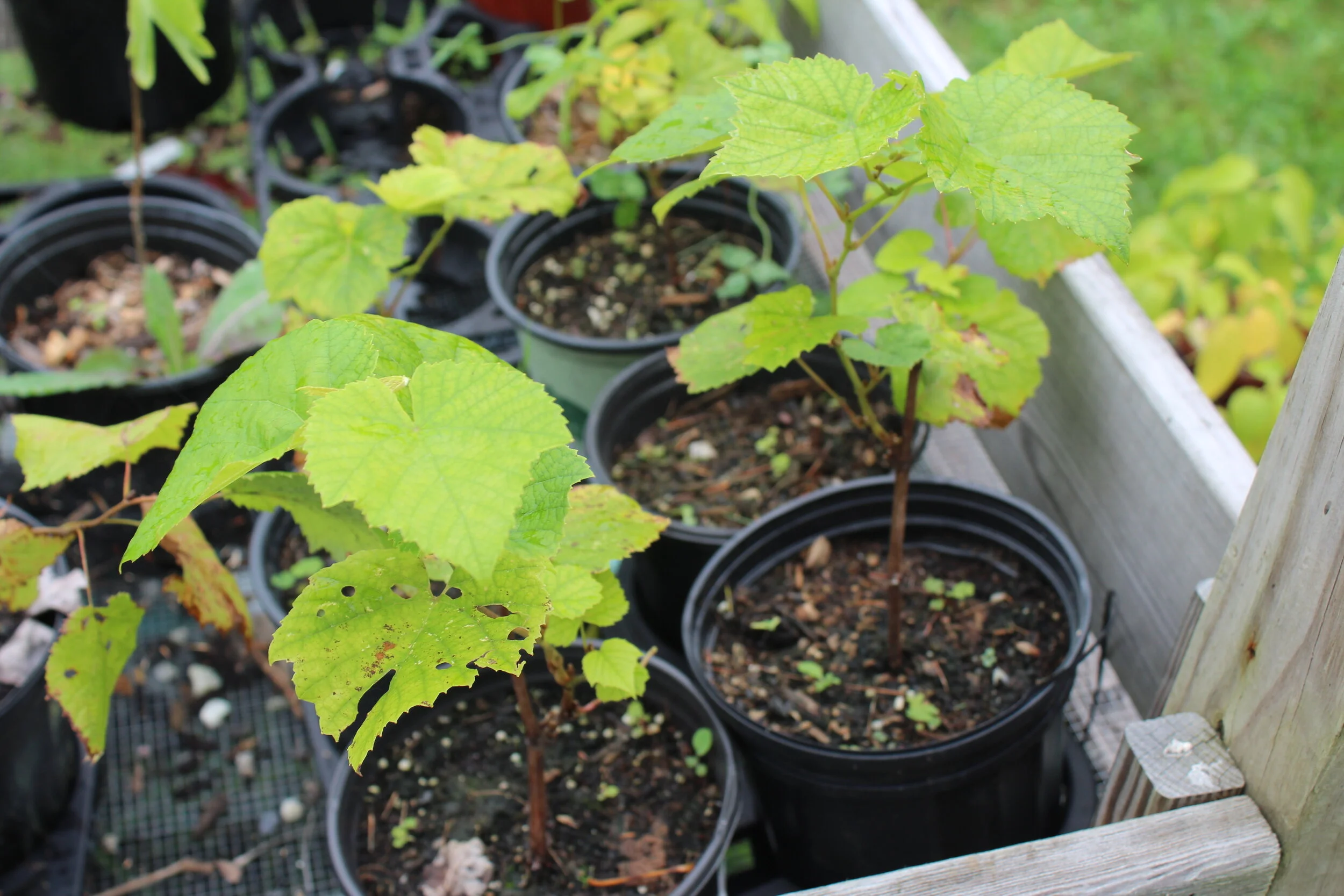 vitis spp.JPG