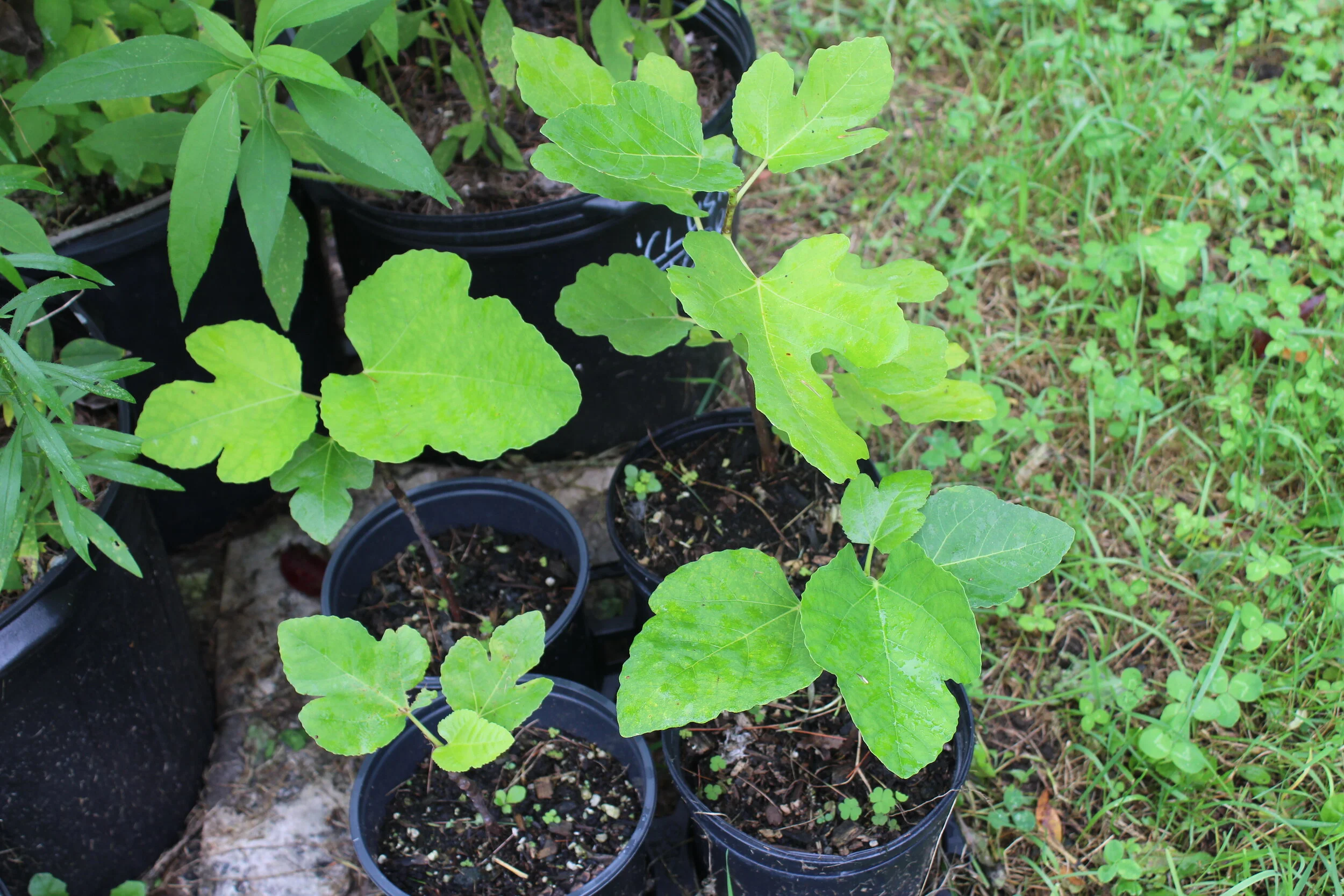 ficus cardiaca dessert king.JPG