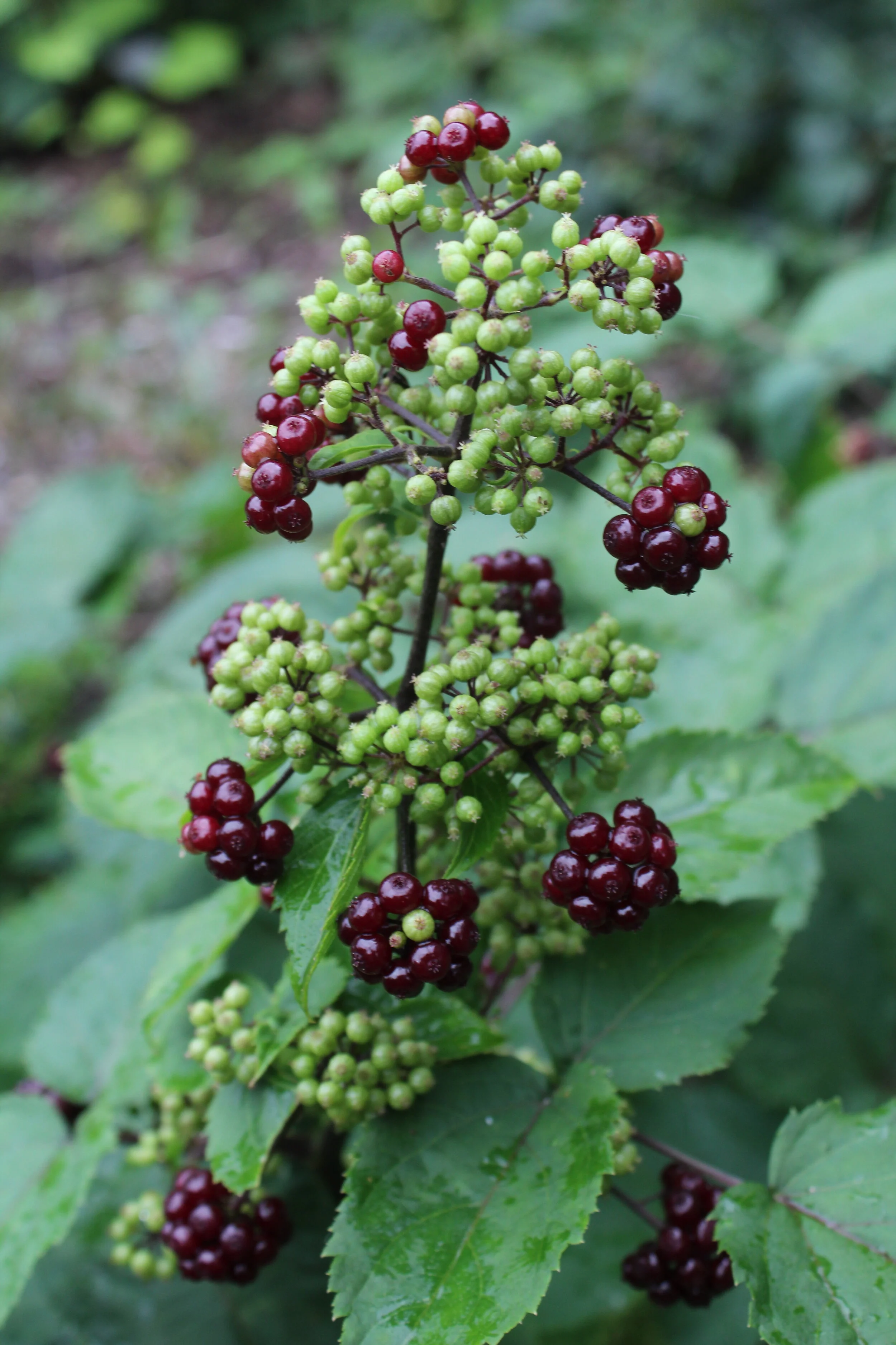 aralia racemosa (1).JPG