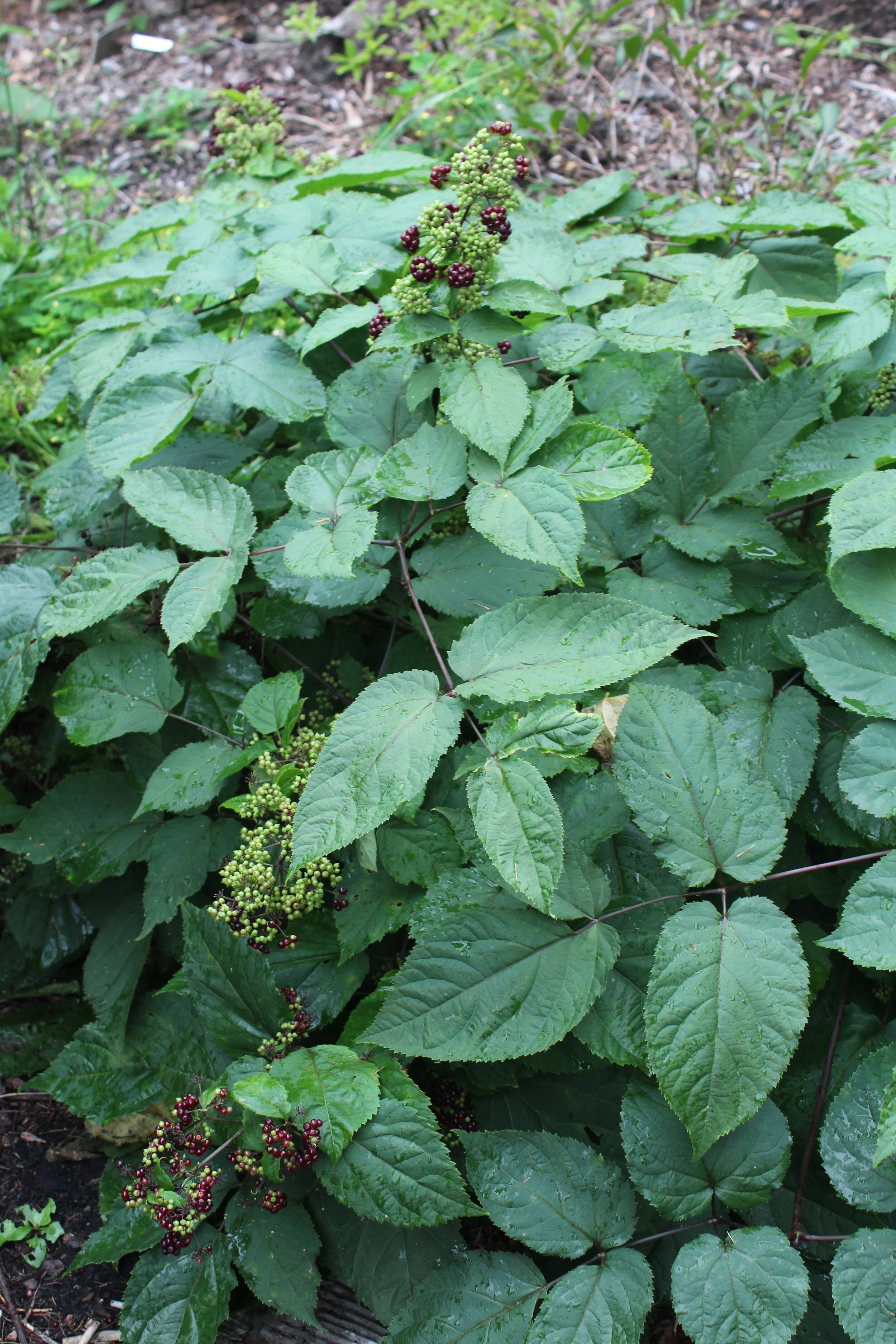 aralia racemosa (2).JPG