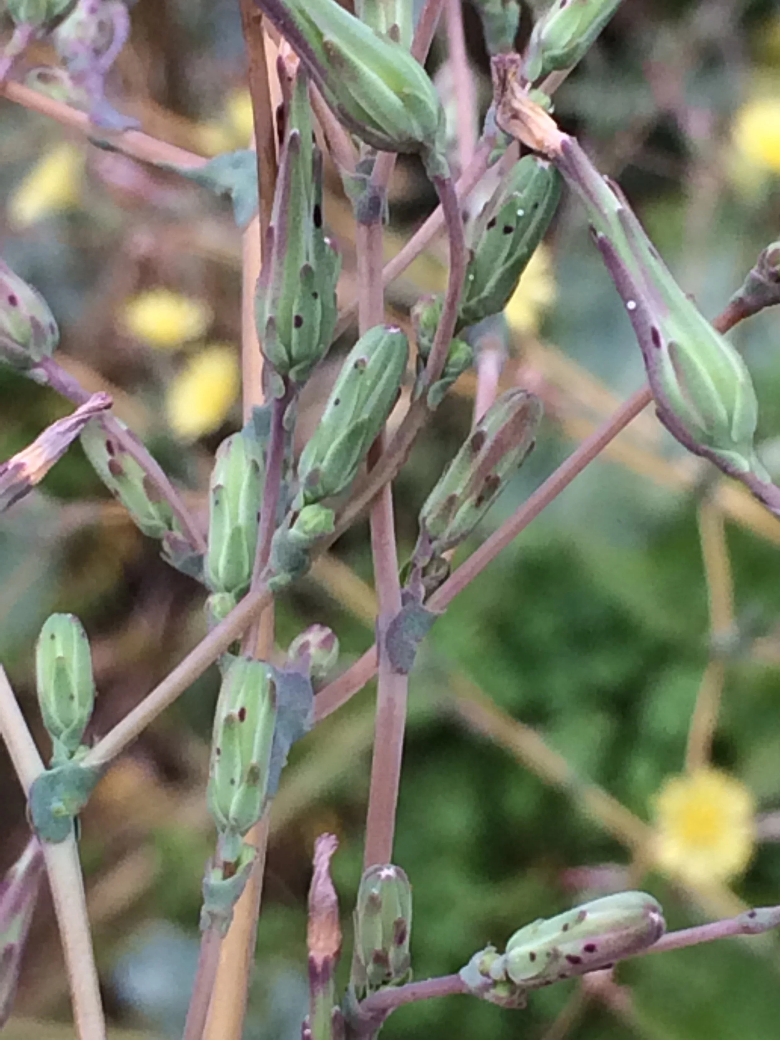 lactuca serriola(1).JPG