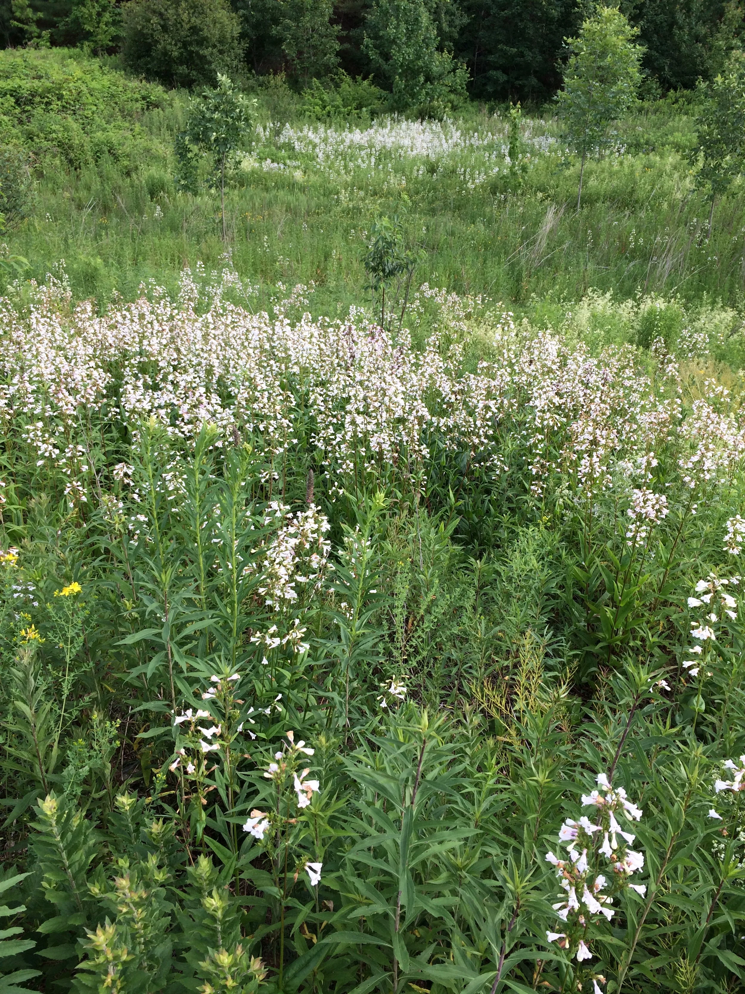 penstemon digitalis 1 (1).JPG