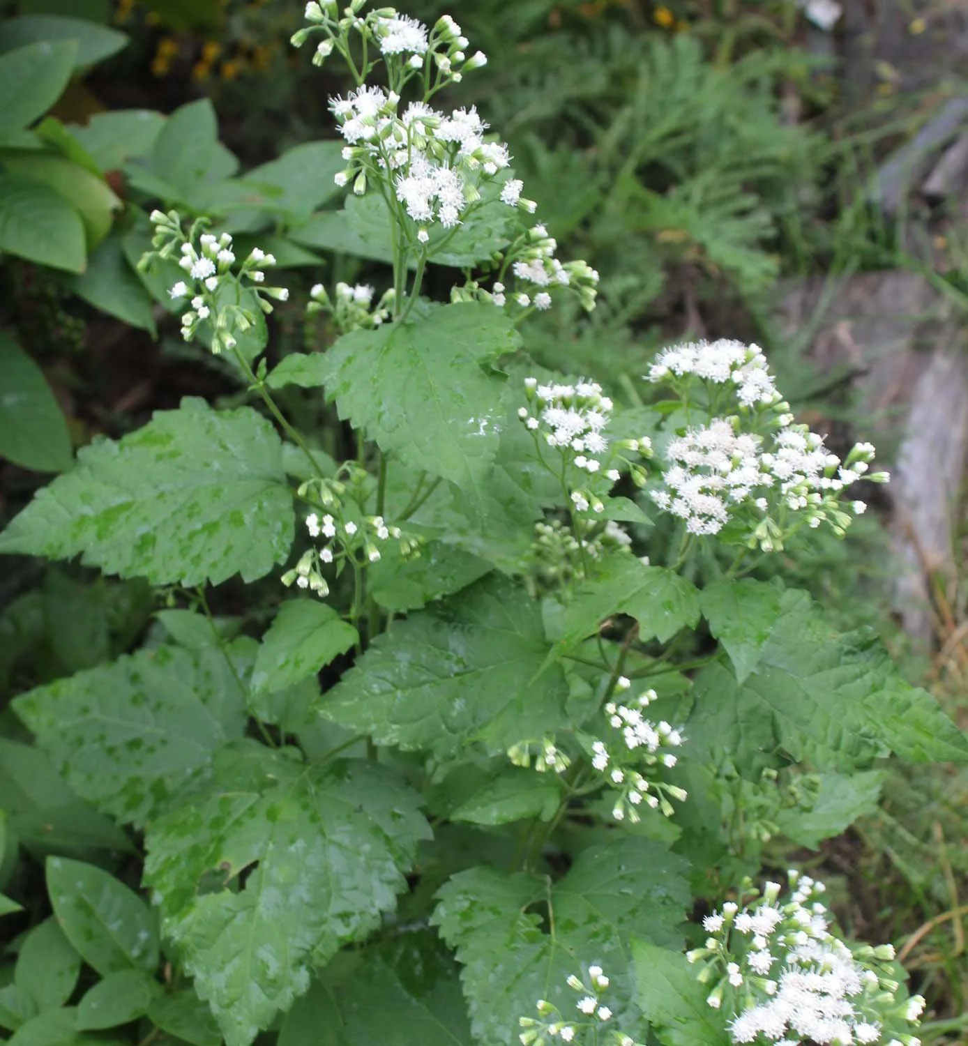 Ageratina+altissima.JPG